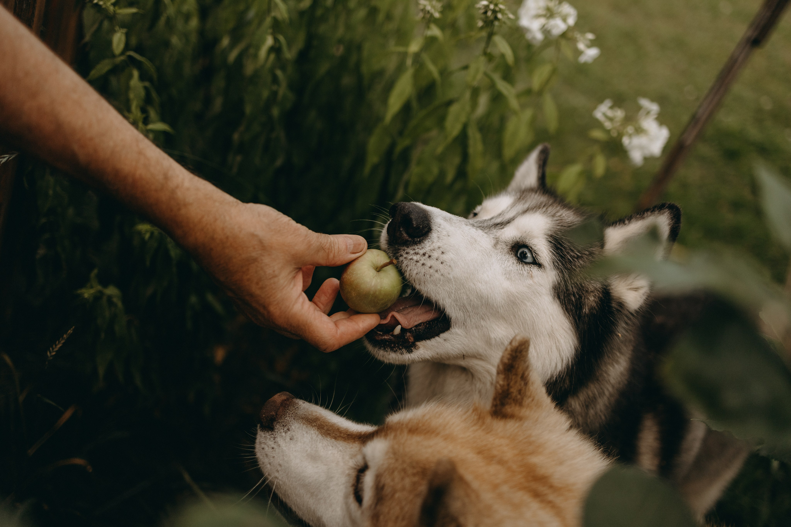 Дом у реки. Фотограф — Анималист | Санкт-Петербург