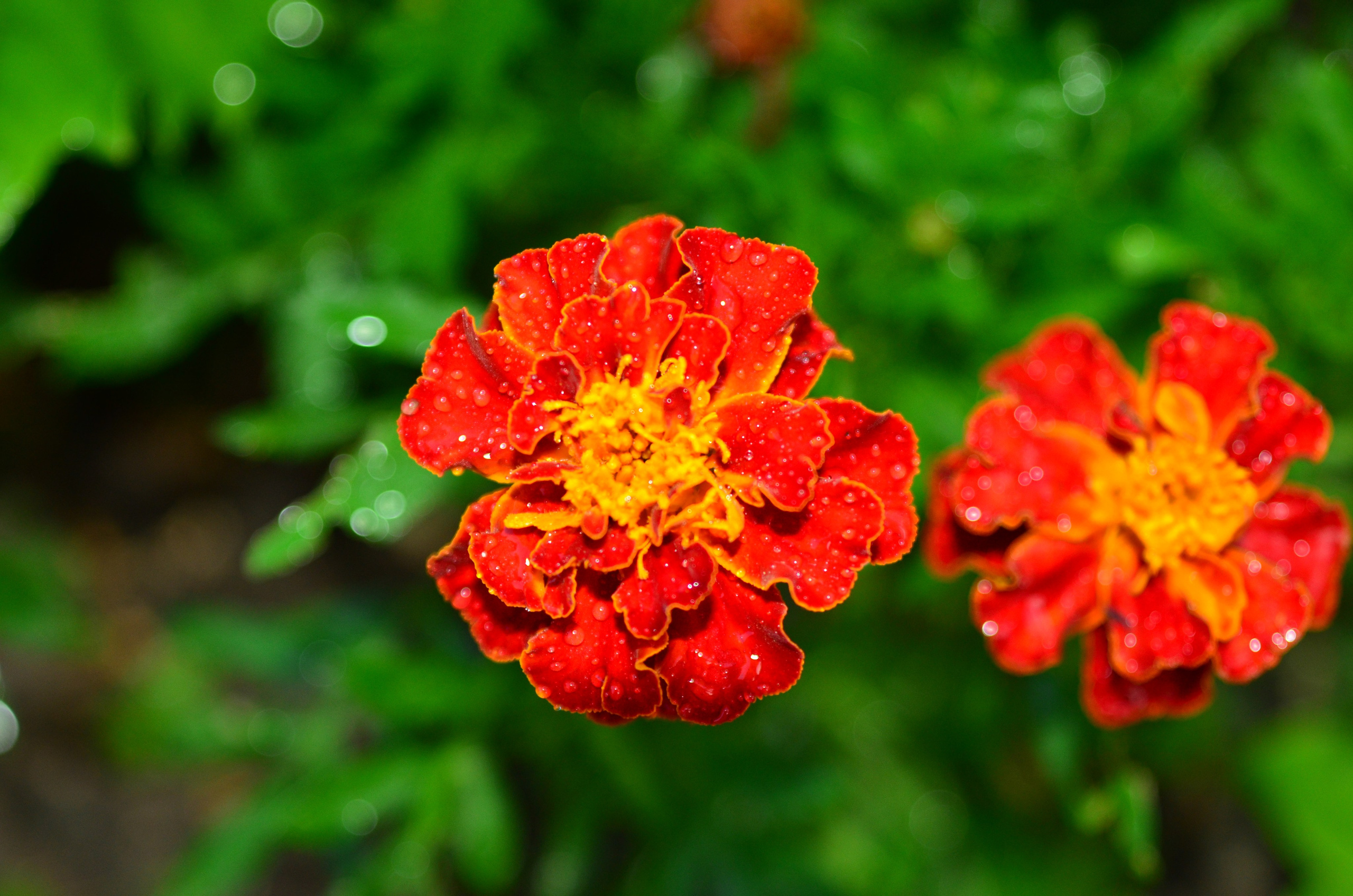 Дары природы. Фотограф viktor viktor