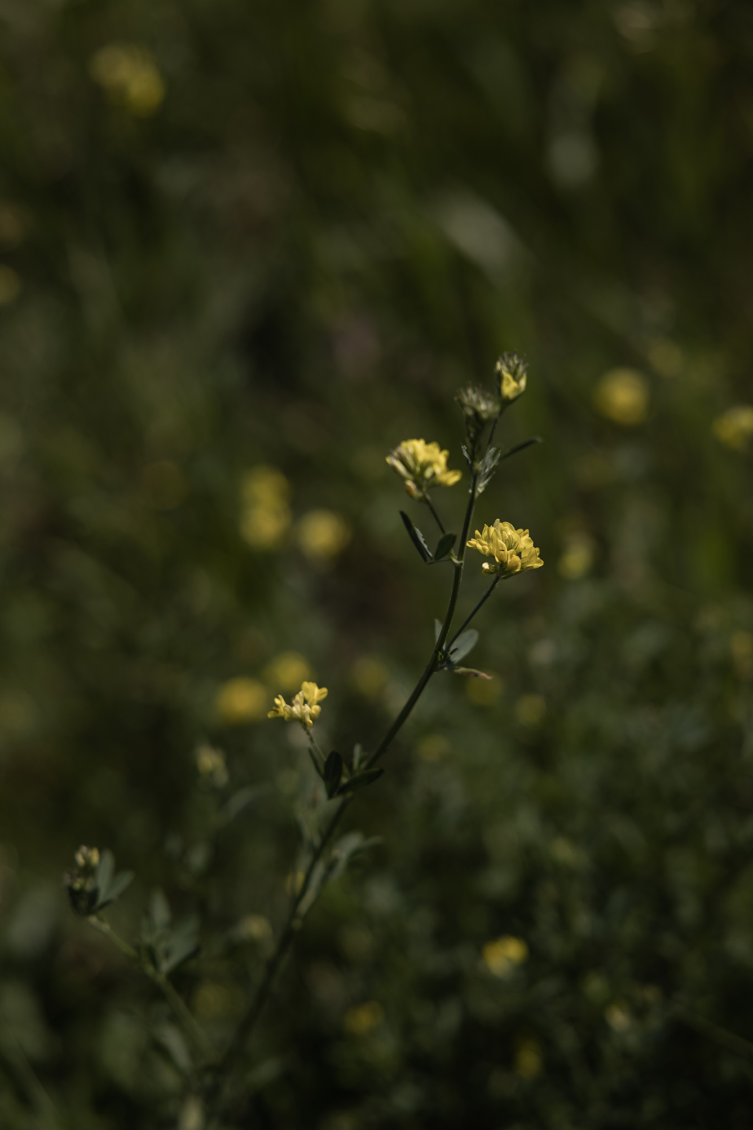Валерий и Лиза. Свадебный и Семейный фотограф по всему миру Анна Фёдорова