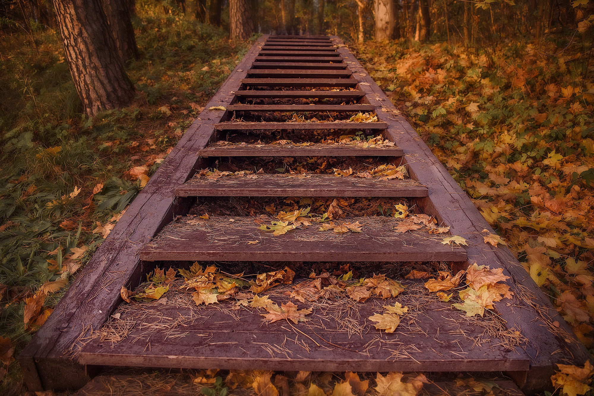 Золотая осень. Семейный и детский фотограф в Москве Алена Прошкина