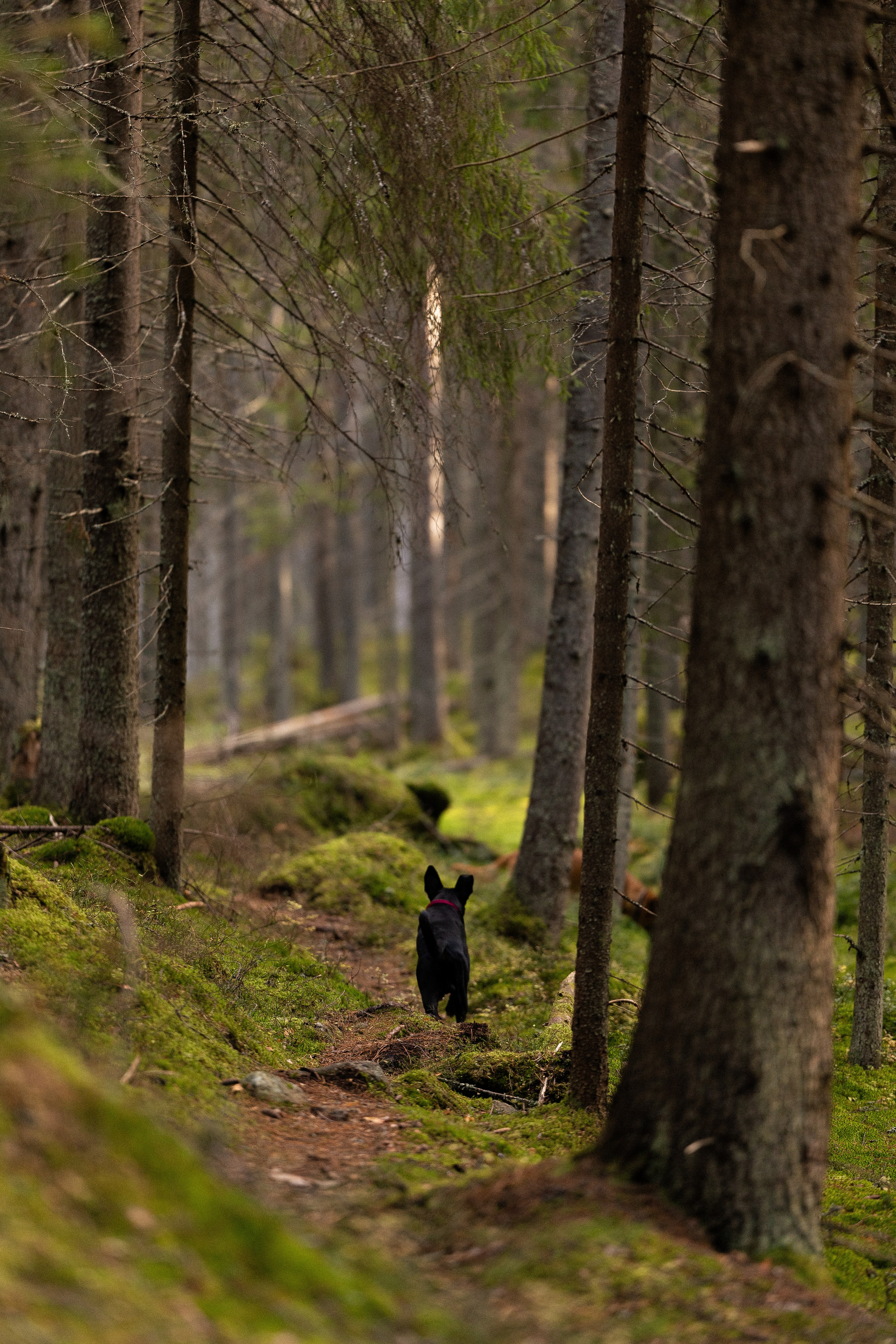 Karelia. Фотограф и видеограф анималист Аганина Дарья