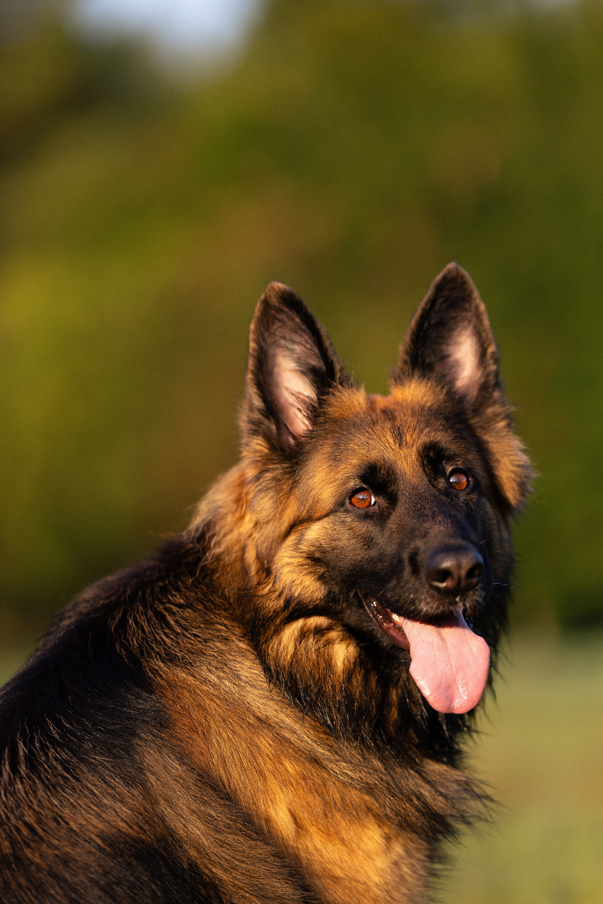 Алена, Матвей, Фанни и Фрея. Фотограф и видеограф анималист Аганина Дарья