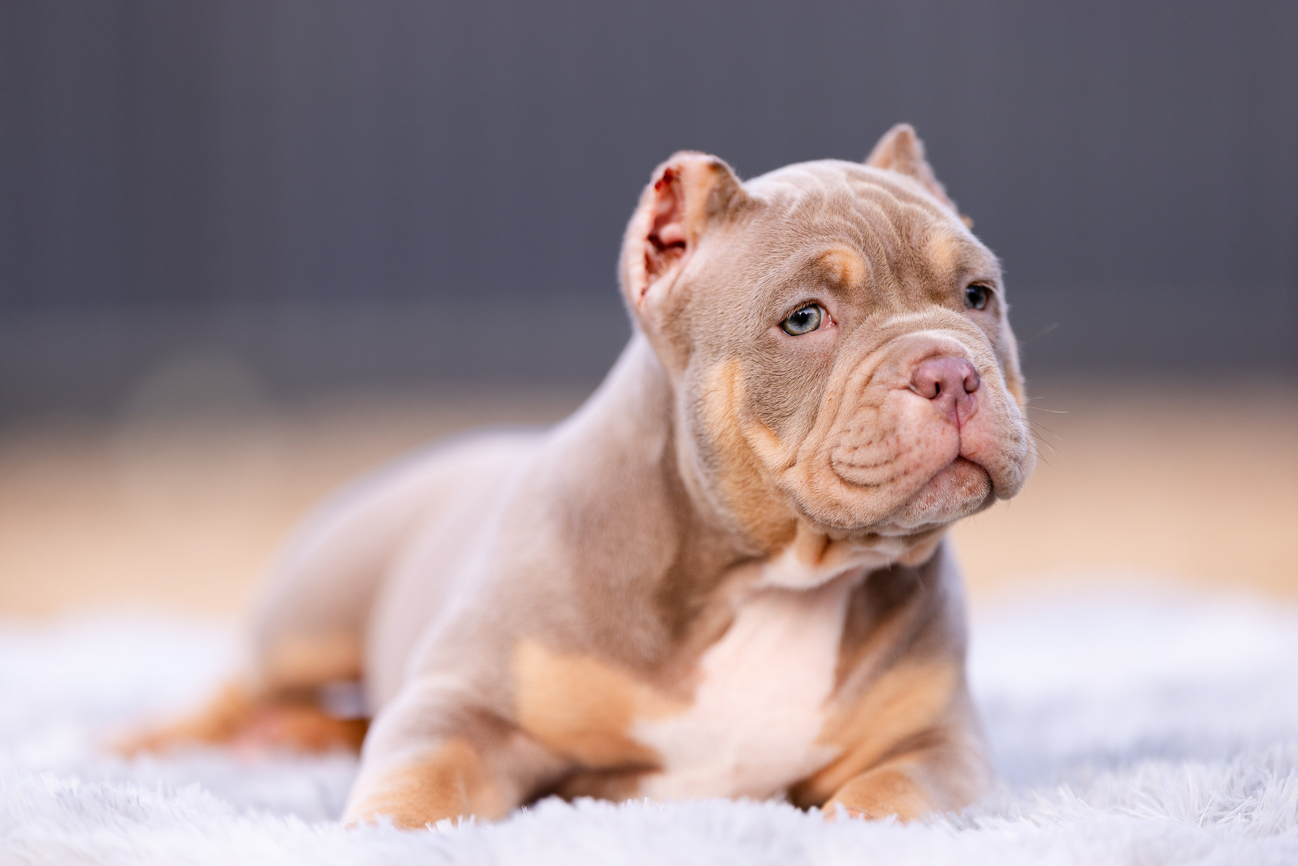 Булли. Фотограф и видеограф анималист Аганина Дарья