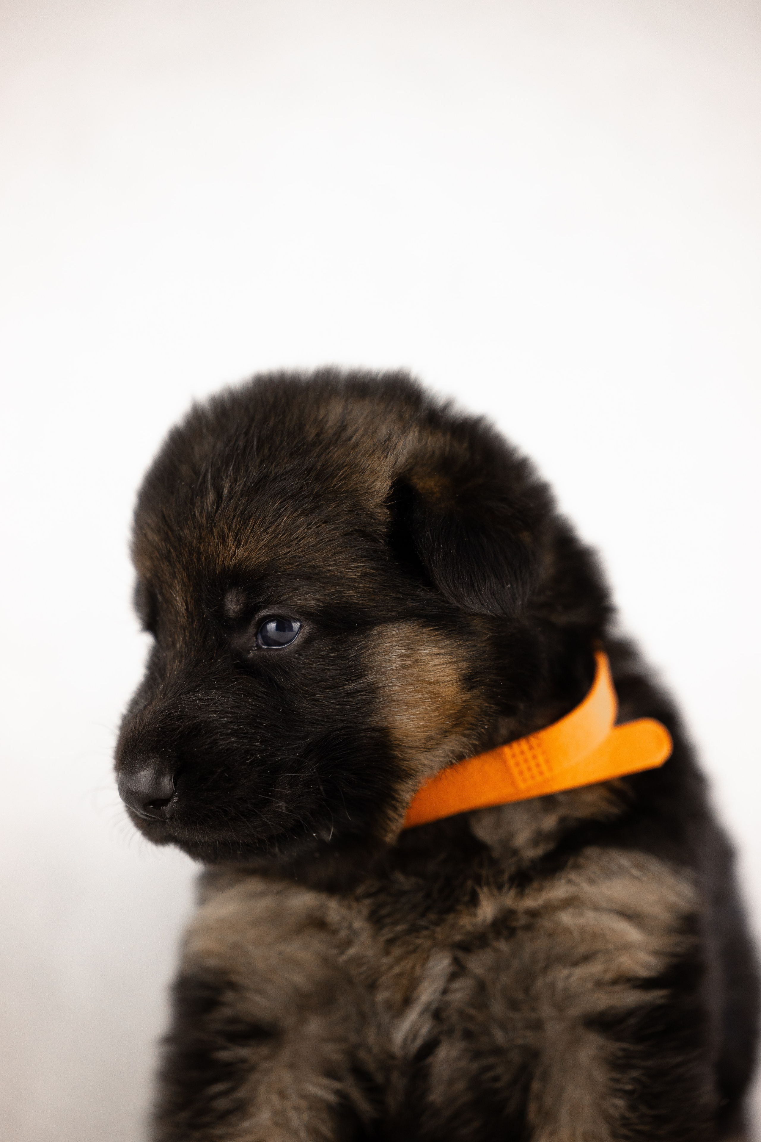 Немецкая овчарка. Фотограф и видеограф анималист Аганина Дарья