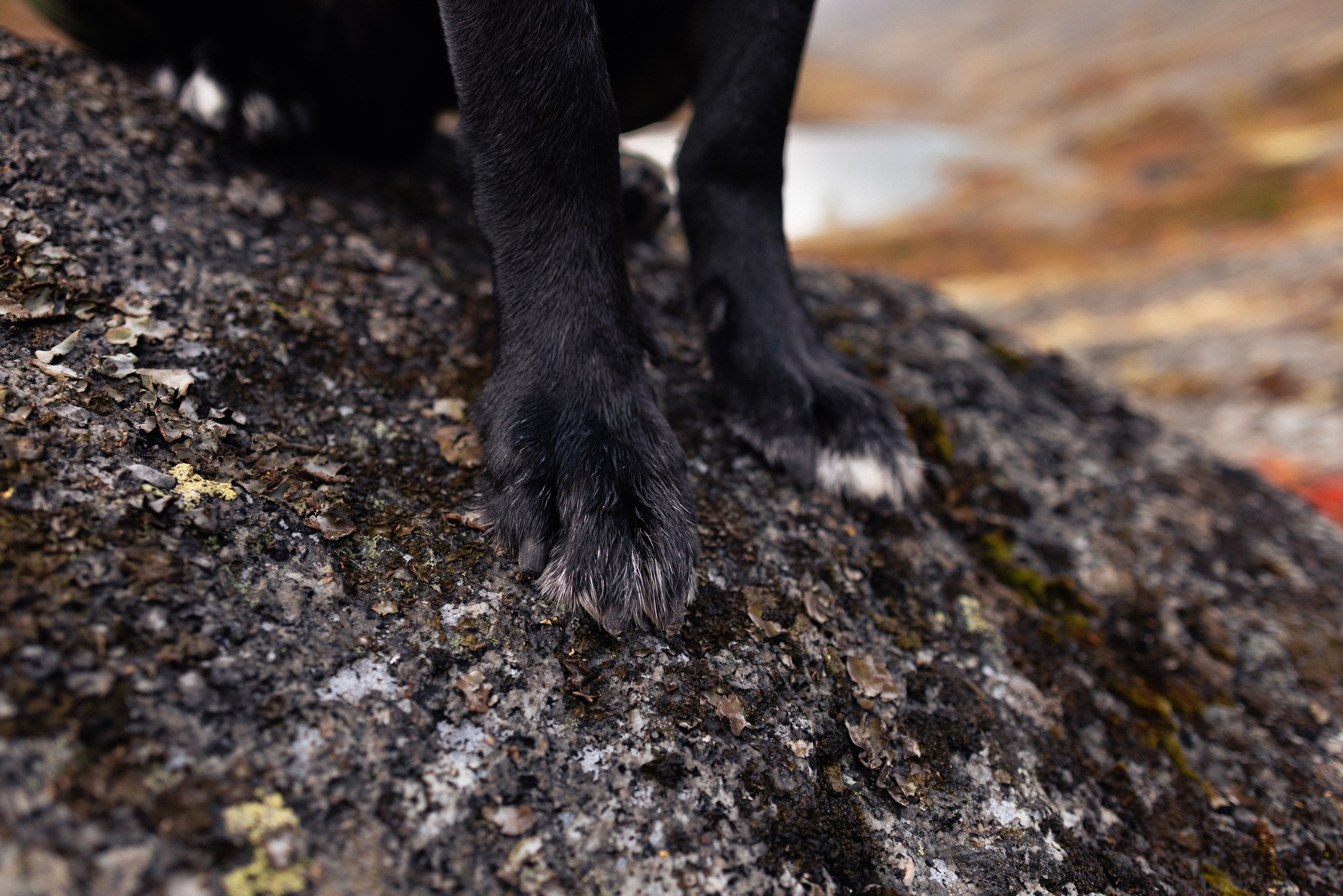 Кольский. Фотограф и видеограф анималист Аганина Дарья