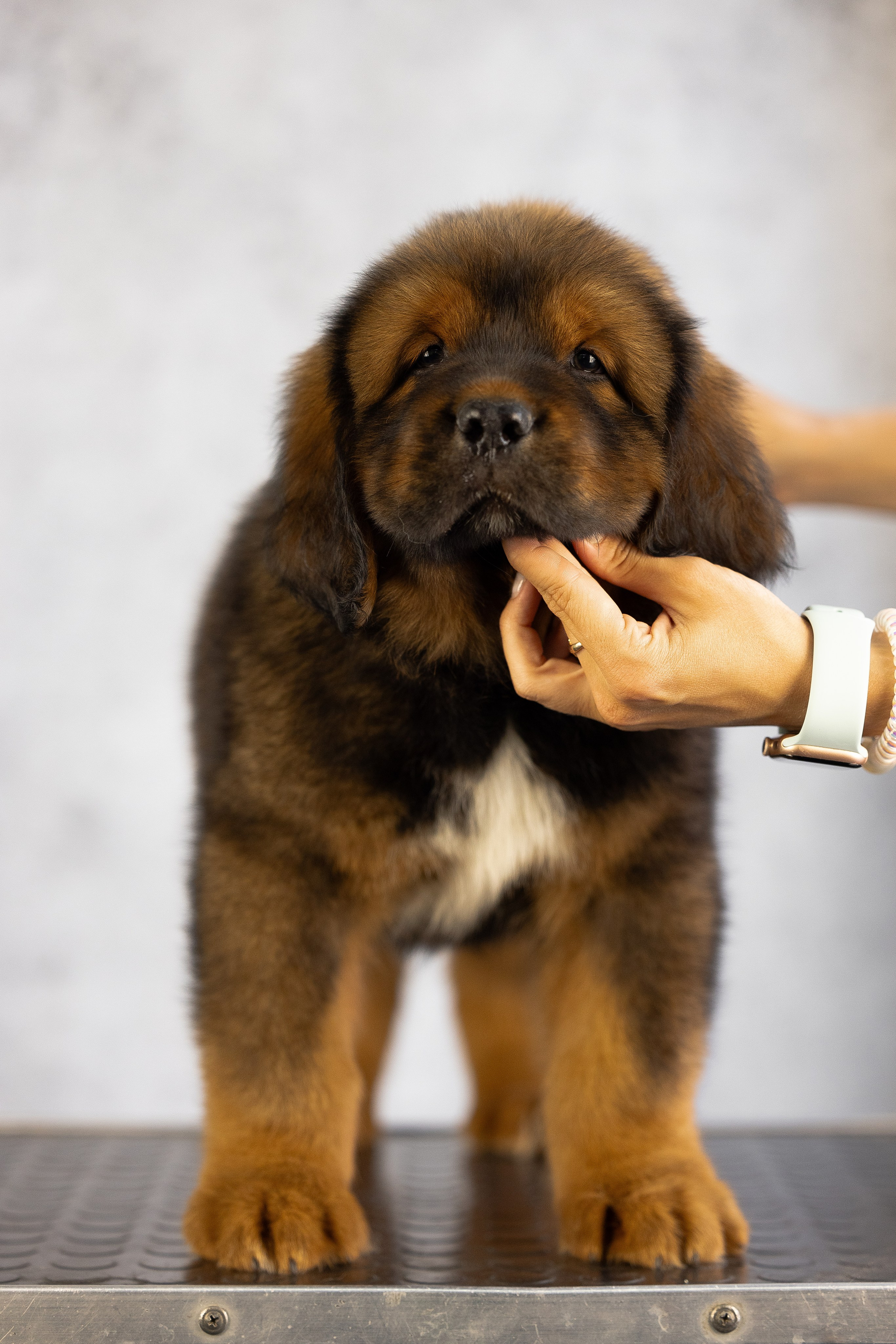 Тибетский мастиф. Фотограф и видеограф анималист Аганина Дарья