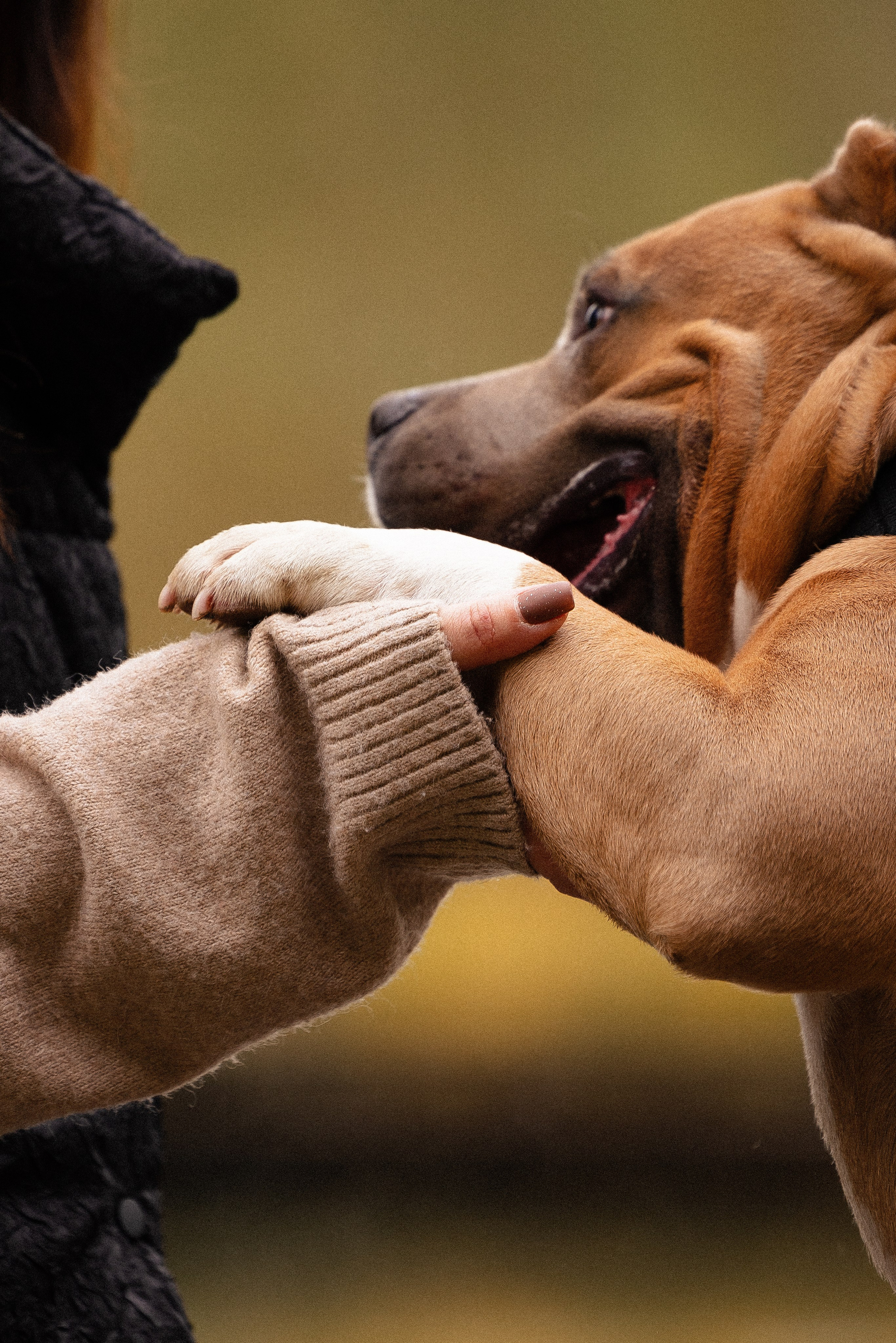 Алена и Тор. Фотограф и видеограф анималист Аганина Дарья