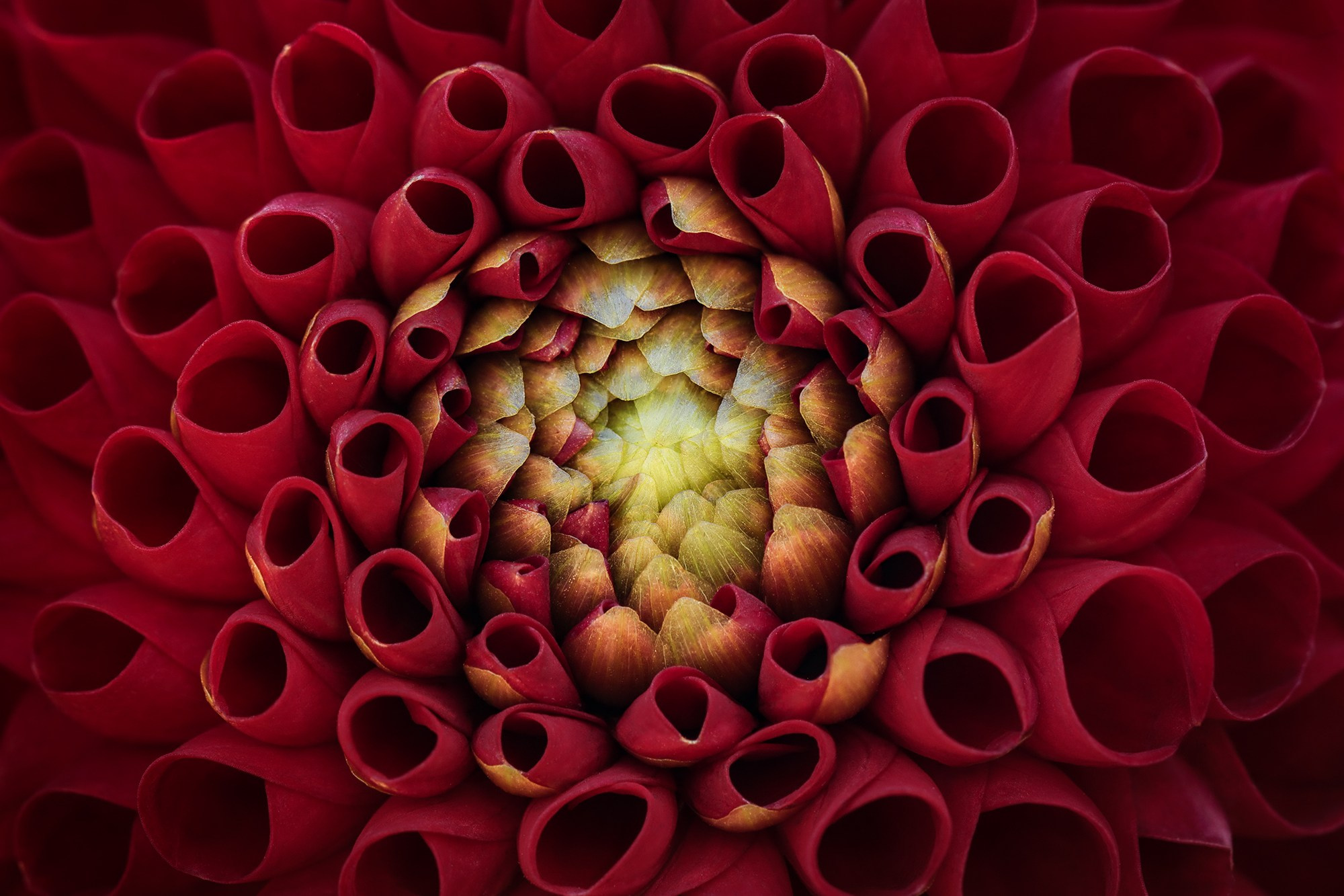 DAHLIAS. Eirene G |  Photoartist | Flowers from my garden