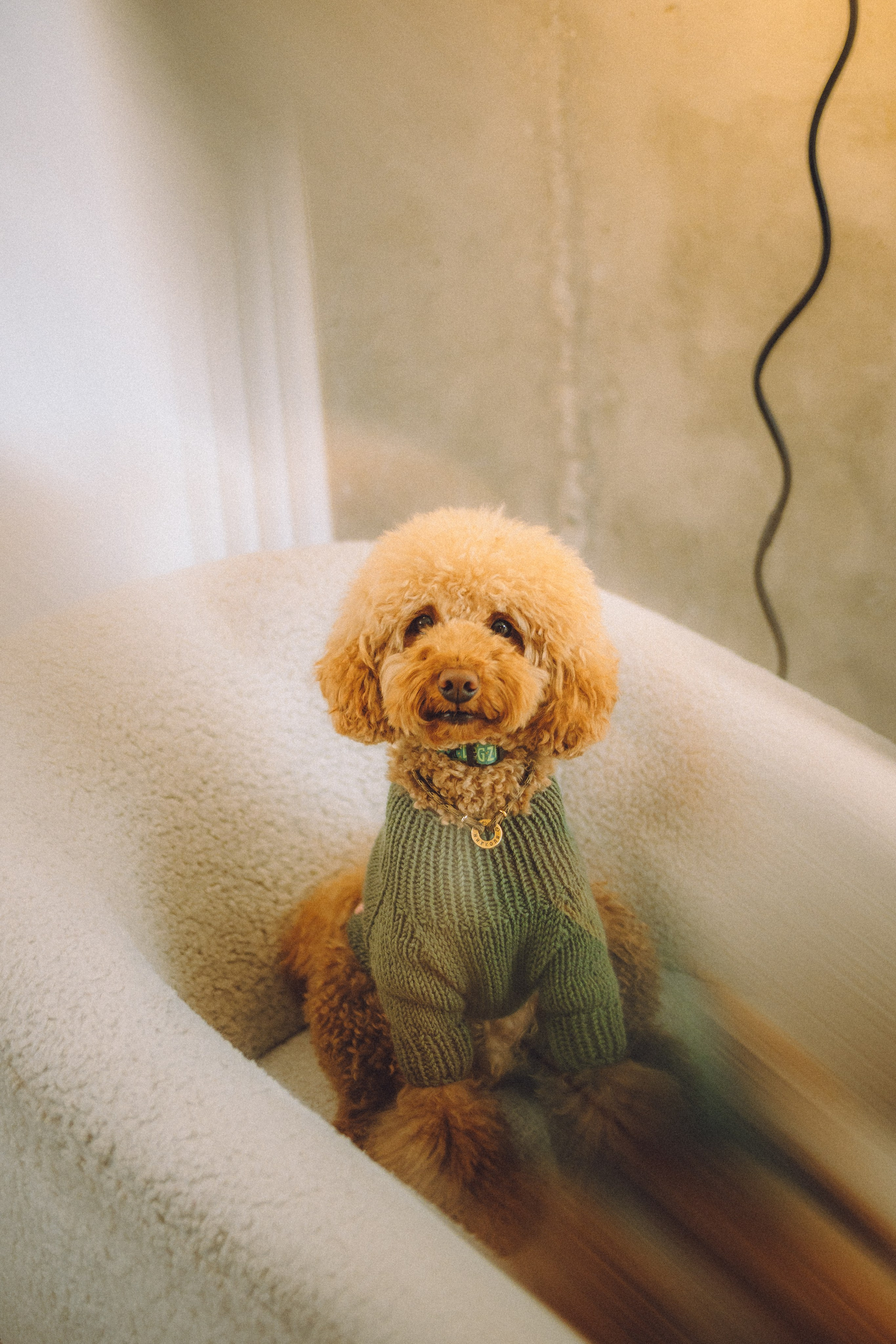 День Рождения пуделя Глаши