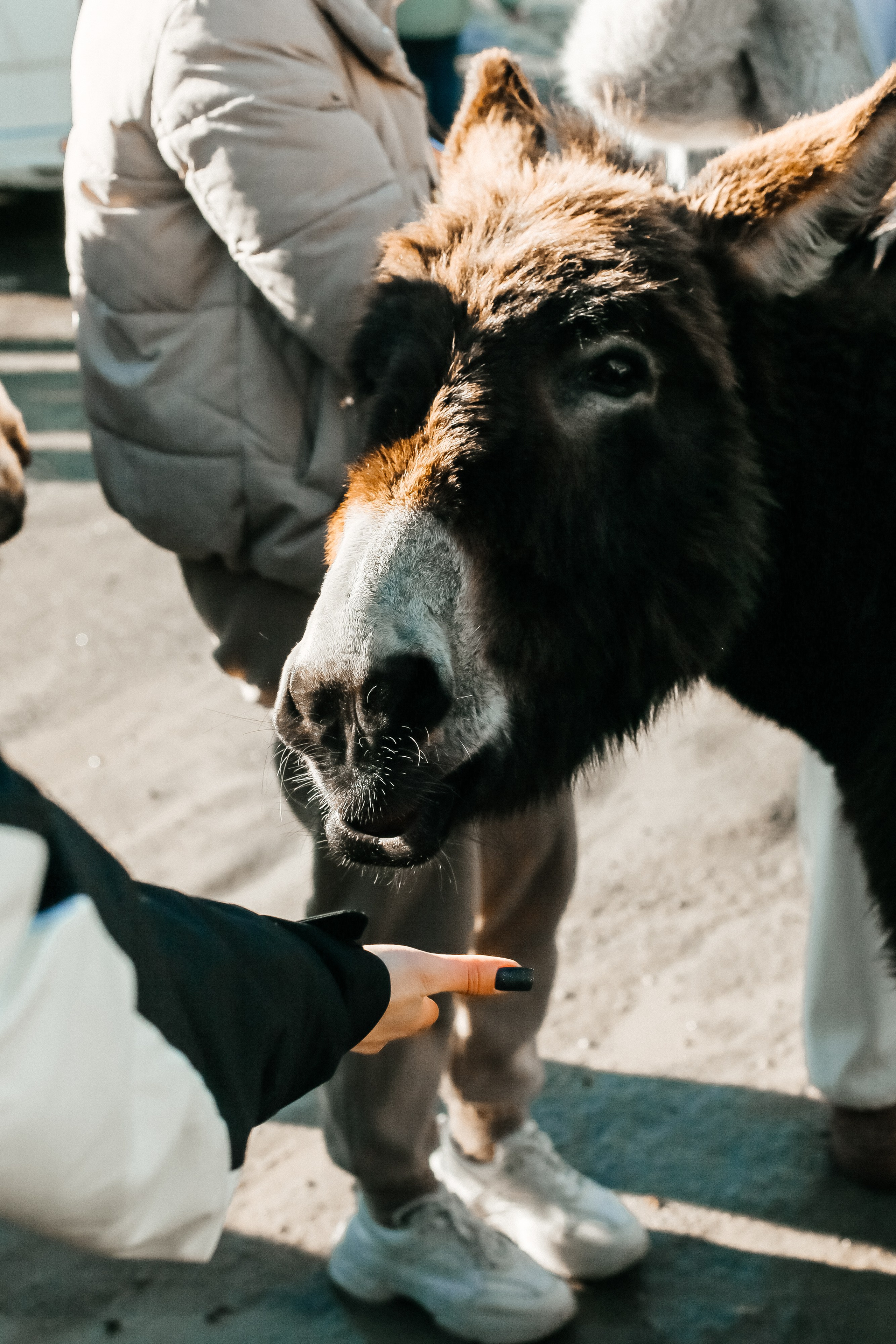 Северная Осетия