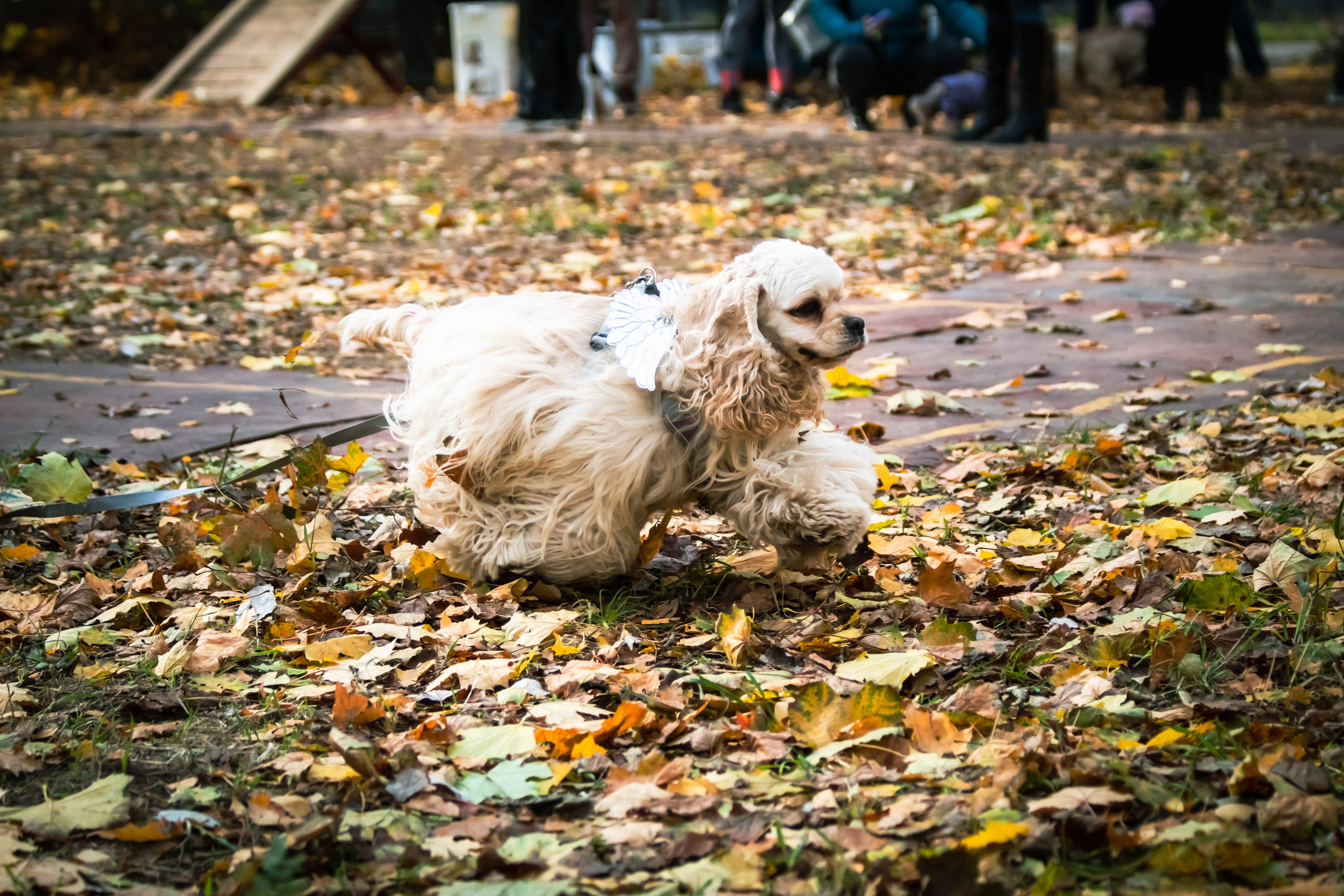 Костюмированный парад собак. Фотограф анималист — Тула, Москва