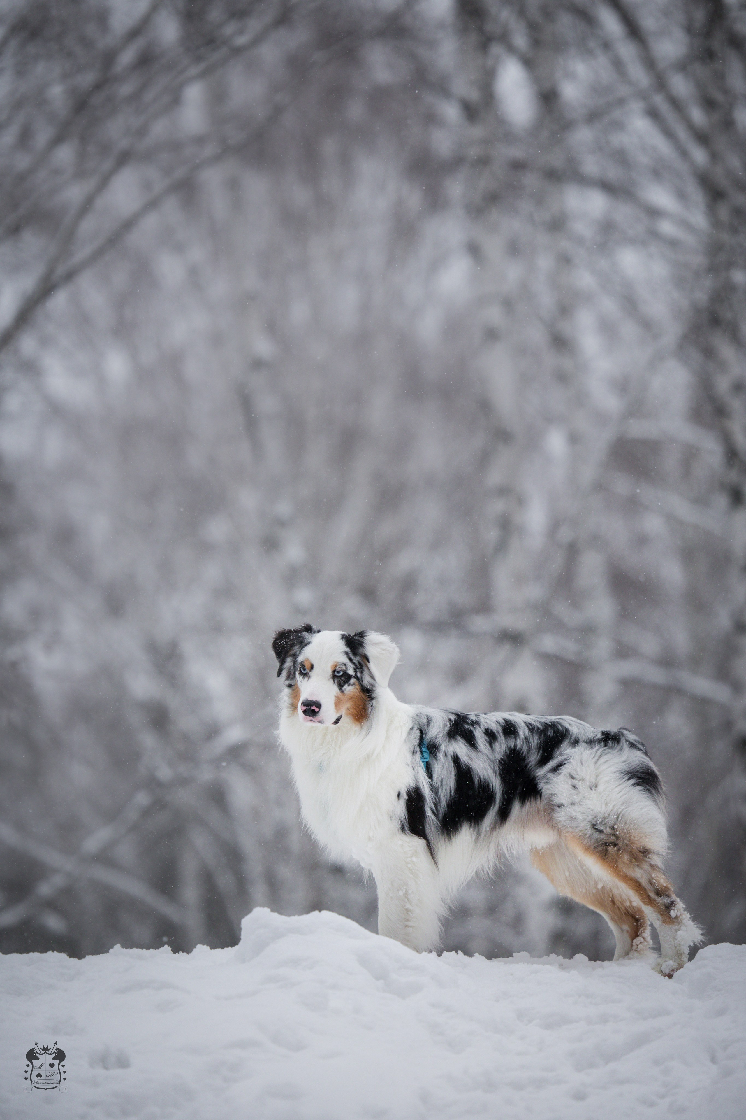 Портфолио. Фотограф-анималист в Екатеринбурге Марина Шишкина