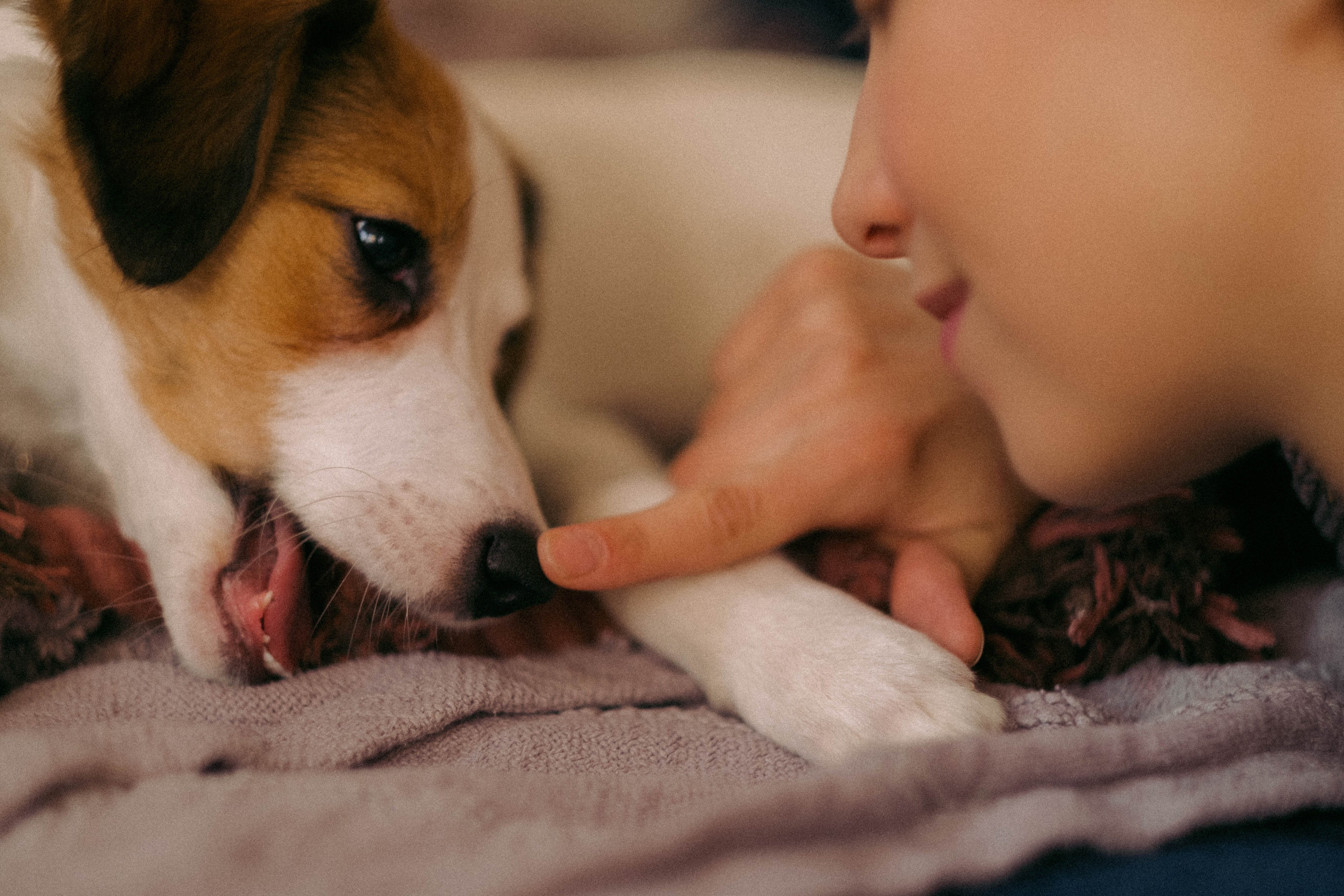 Лика и Клео. Свадебный фотограф Оля Григунова
