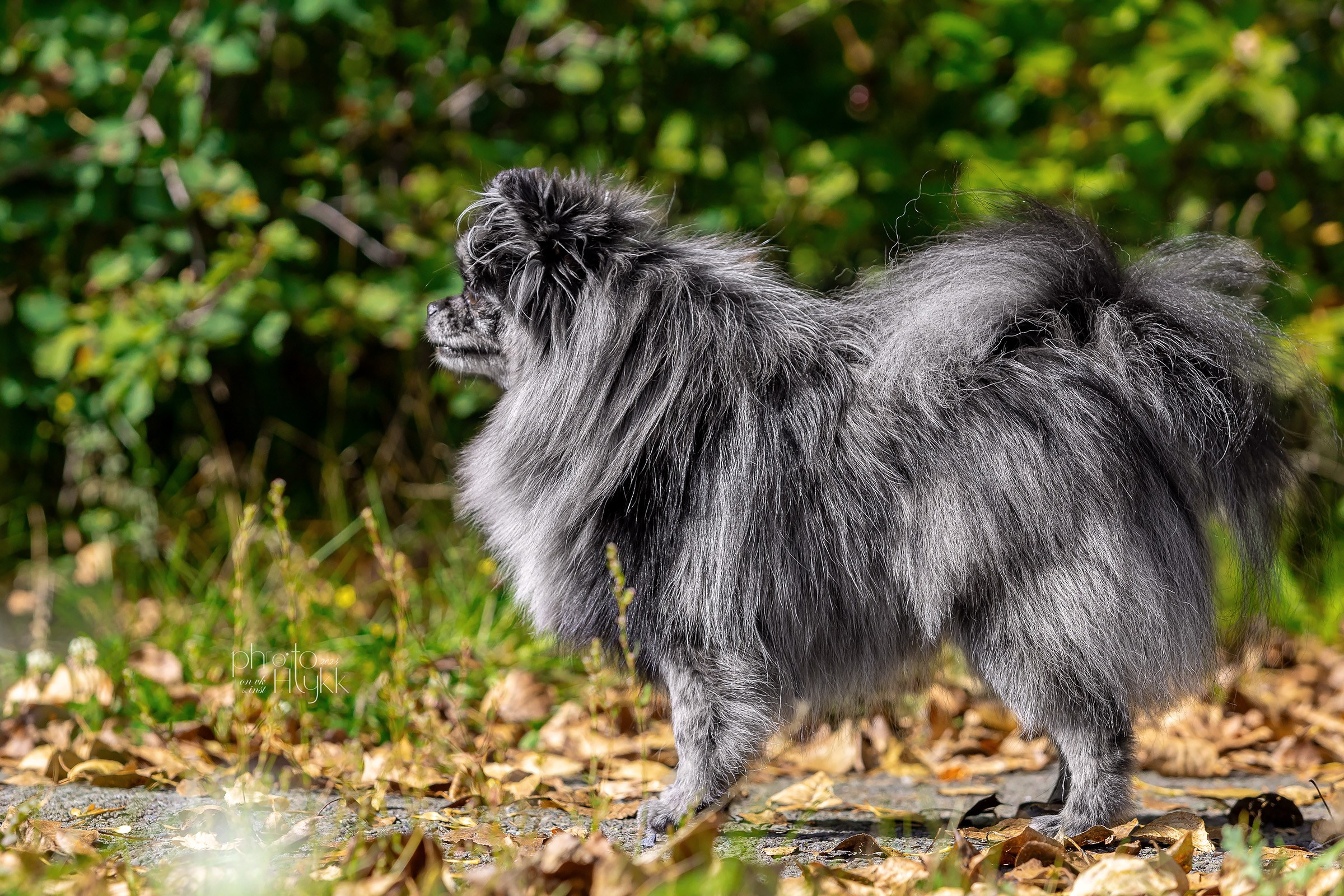 7 сентября 2024, Выставка СКОР, г. Пермь. Htykk_photo