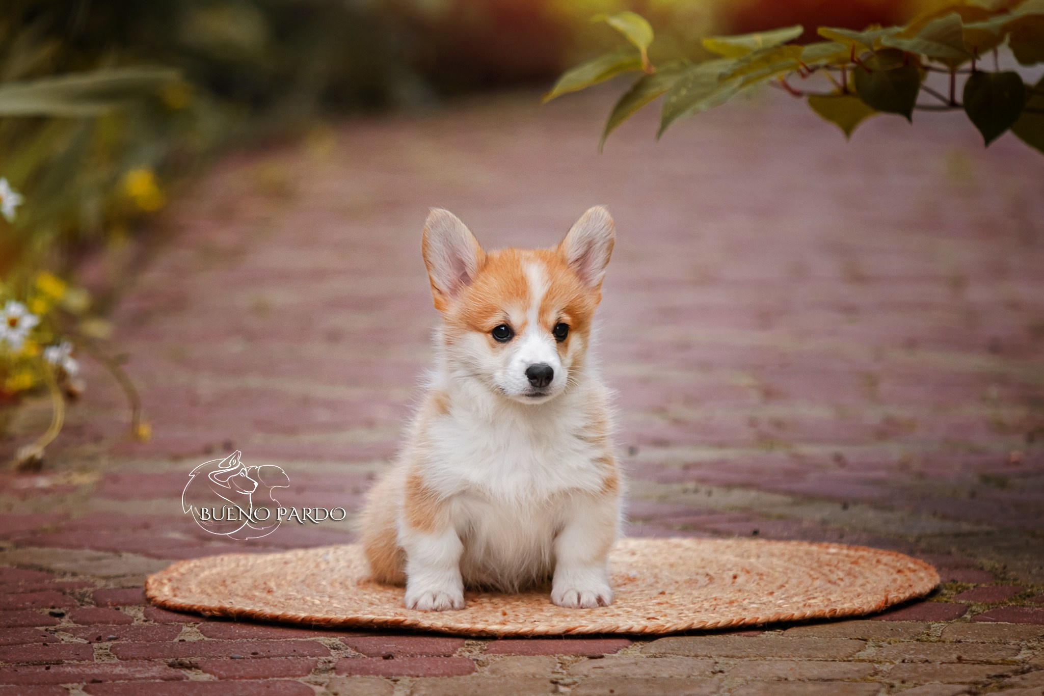 Щенки вельш корги пемброк из питомника. Питомник собак Акита, Хаски, Корги