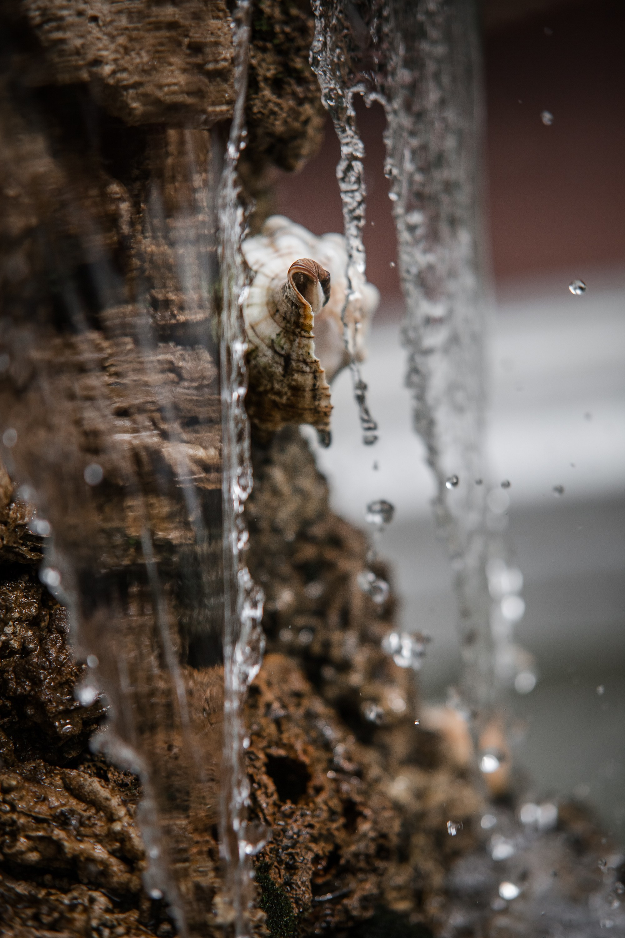 «Летний сад- моими глазами…». Туманов Виталий — фотограф Москва