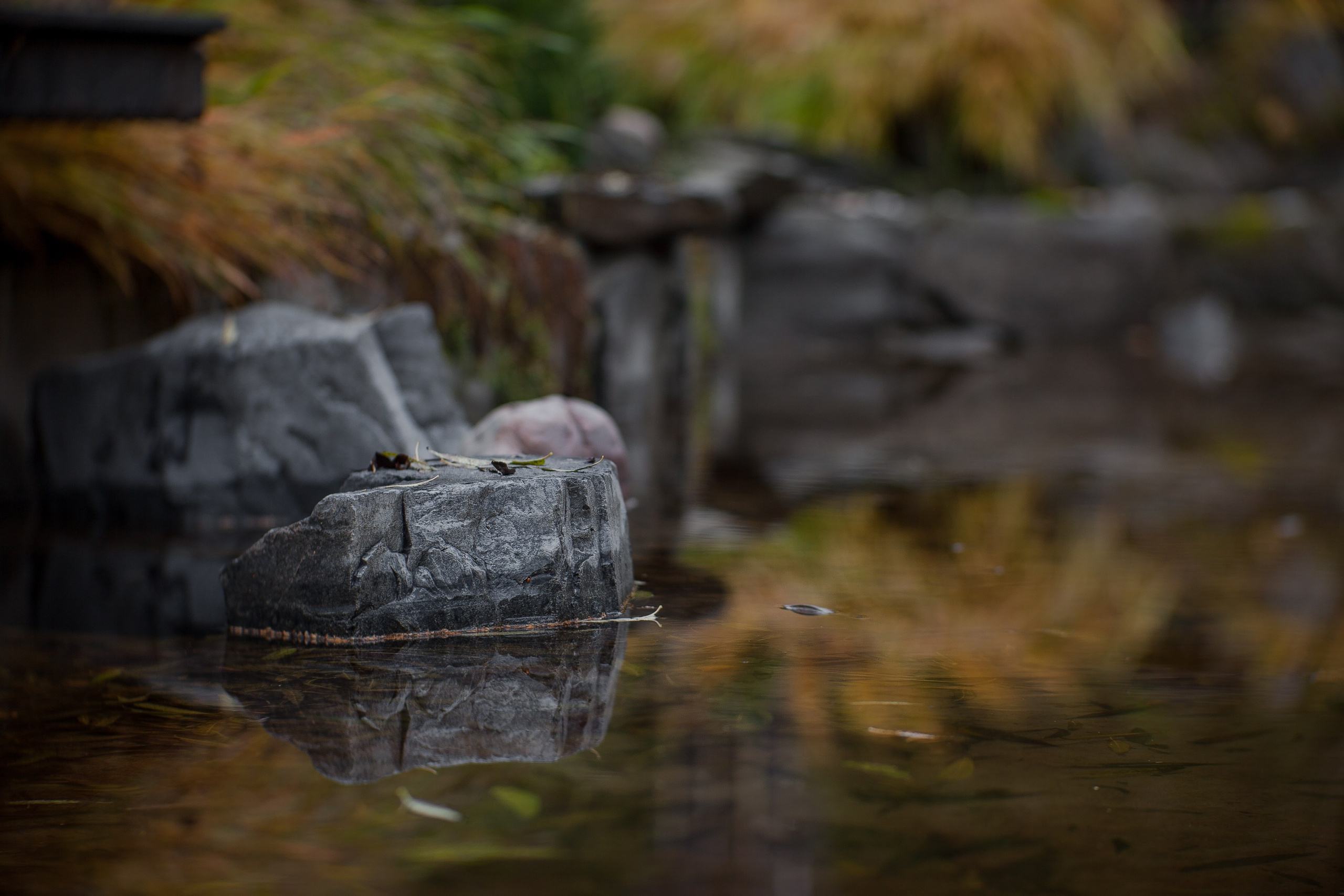 Личный сад Елены Асташкиной (осень). Фотограф Виталий Туманов. Туманов Виталий — фотограф Москва