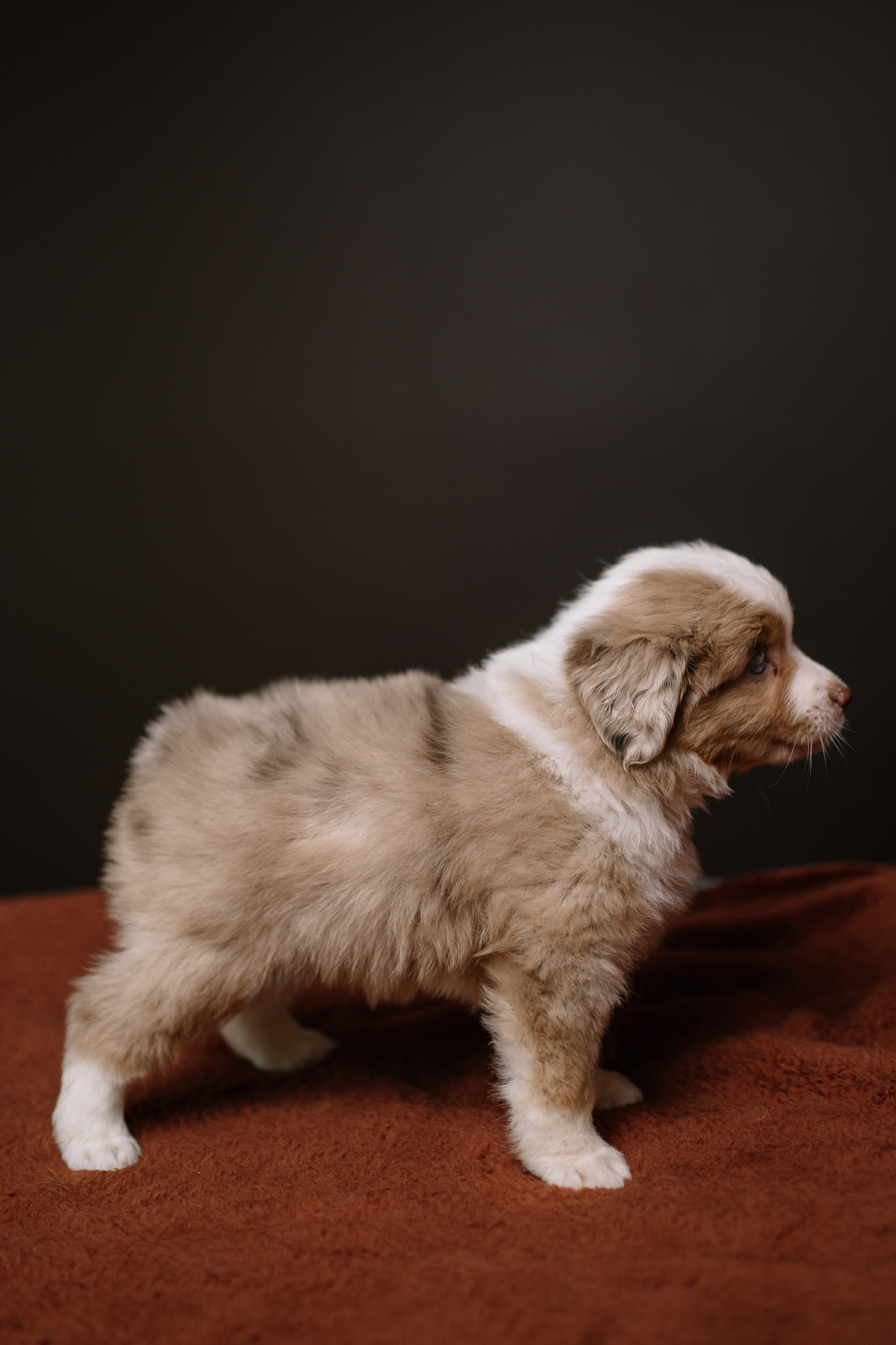Щенки Миниатюрной американской овчарки. В студии. Фотограф Александра Кузнецова