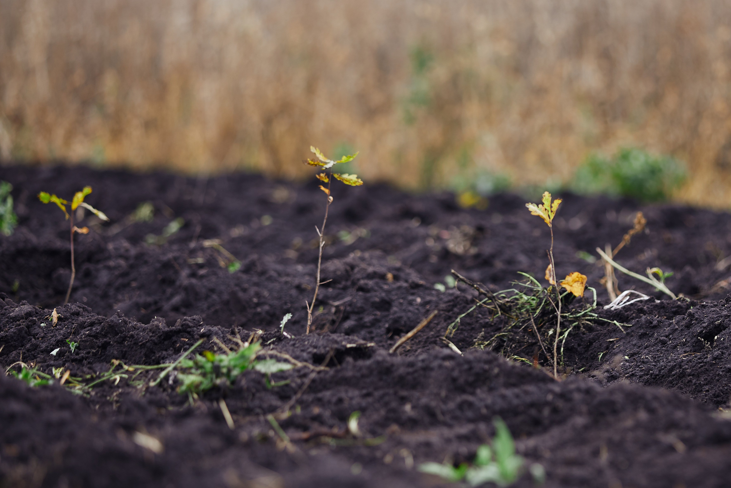 Акция «Зелёная Дубрава» на Куликовом поле. Даниил Гузиенко — репортажный фотограф в Туле