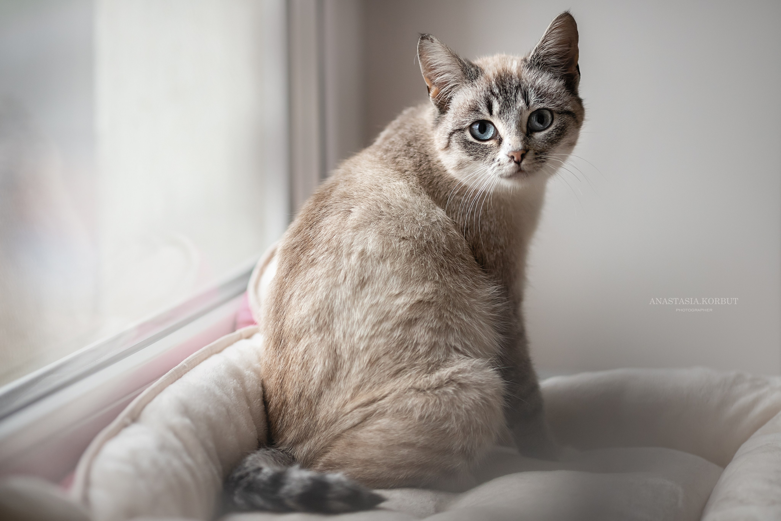 Котята в добрые руки. Арт фотограф в Минске Анастасия Корбут