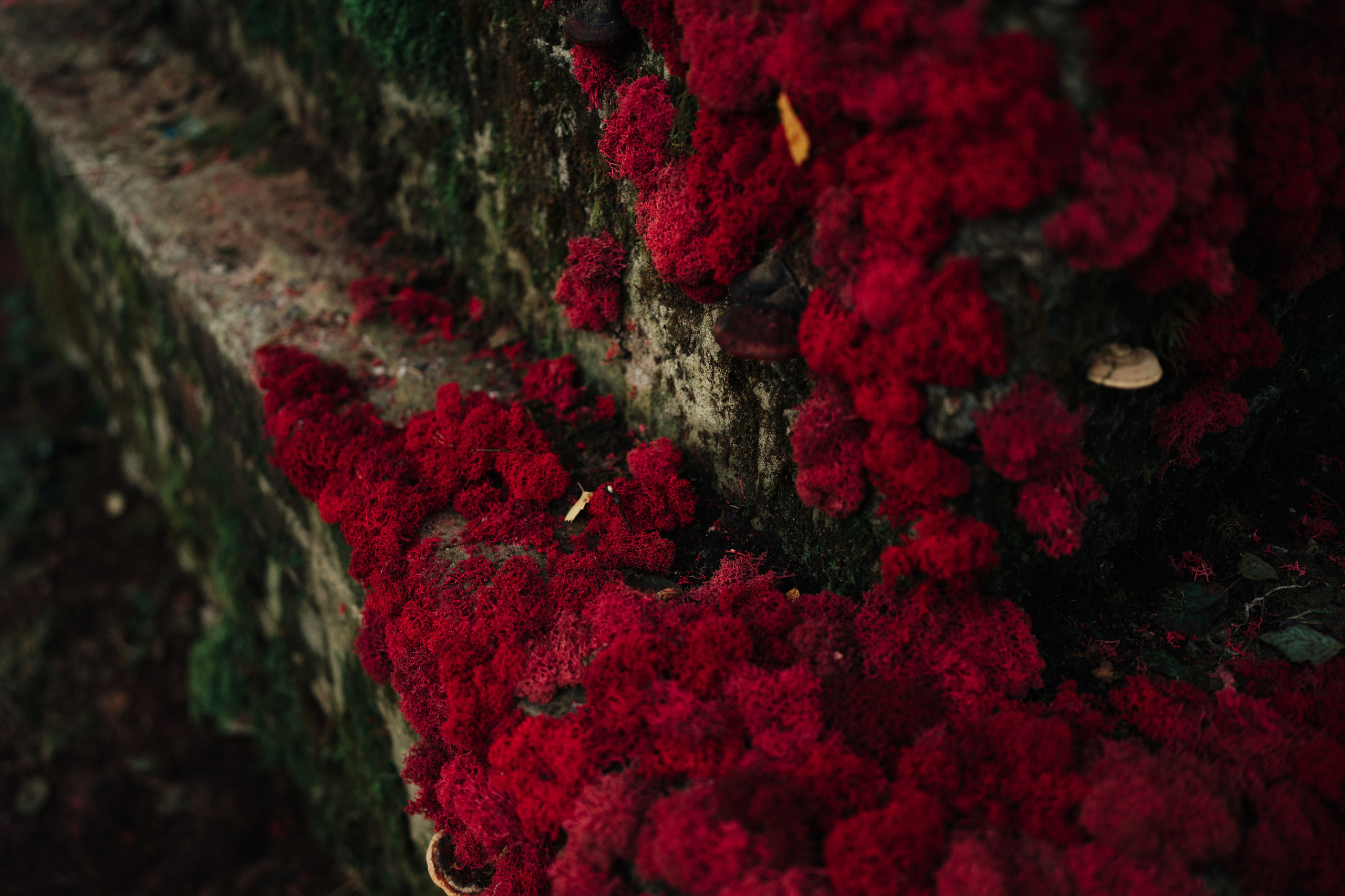 Outline 2024. @tomrus: Рустам Шагиморданов — фотограф