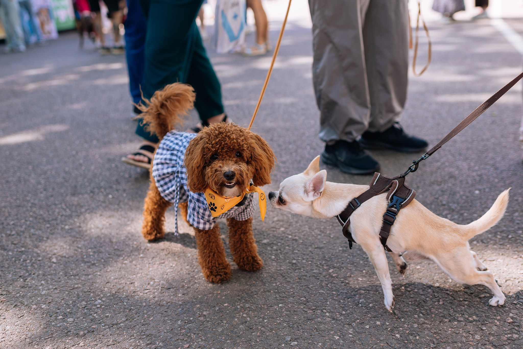 PETSHOP DAYS. Июнь 26. Репортажный фотограф в Санкт-Петербурге Анастасия Клёпова