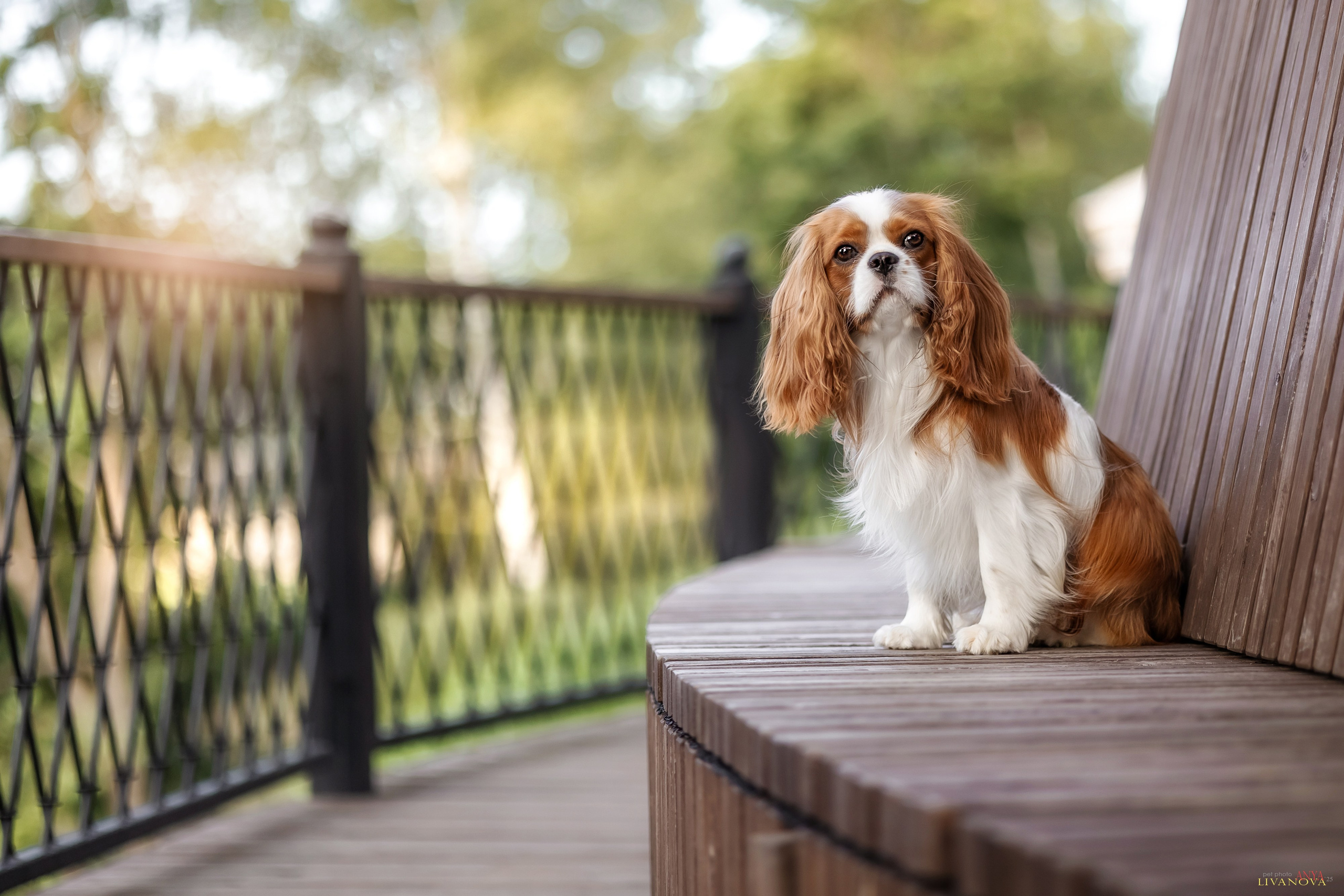 Маруся и Энди. Фотограф анималист Аня Ливанова | Рыбинск