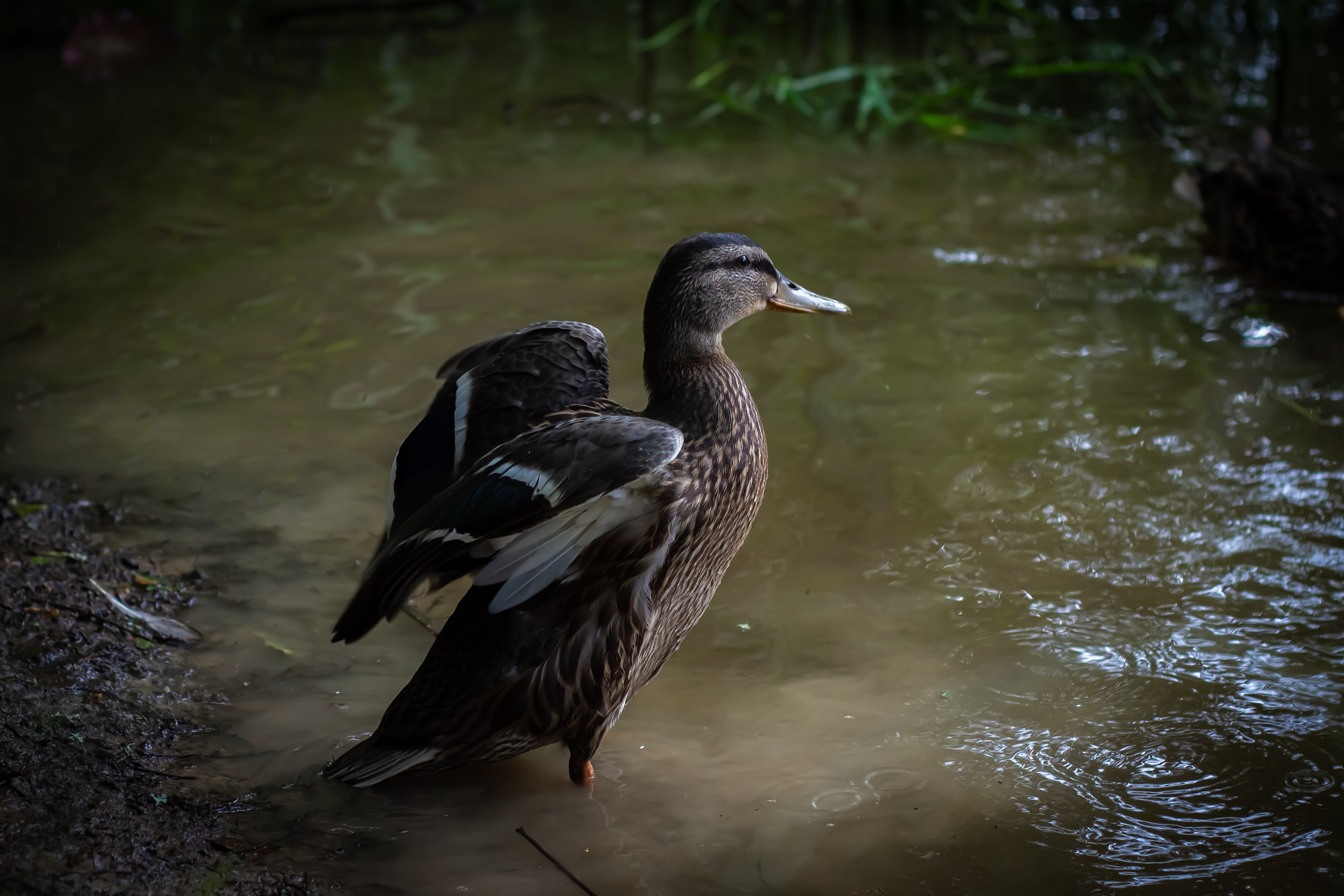 Природа. Polyframe