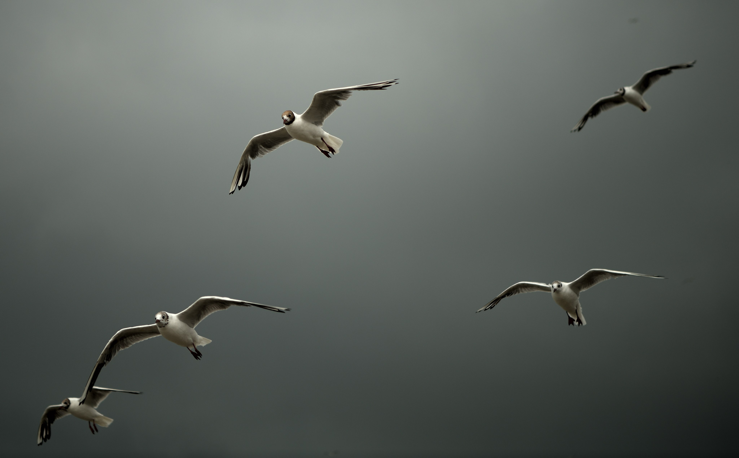 Калининград. Сергей Люльченко фотоальбом