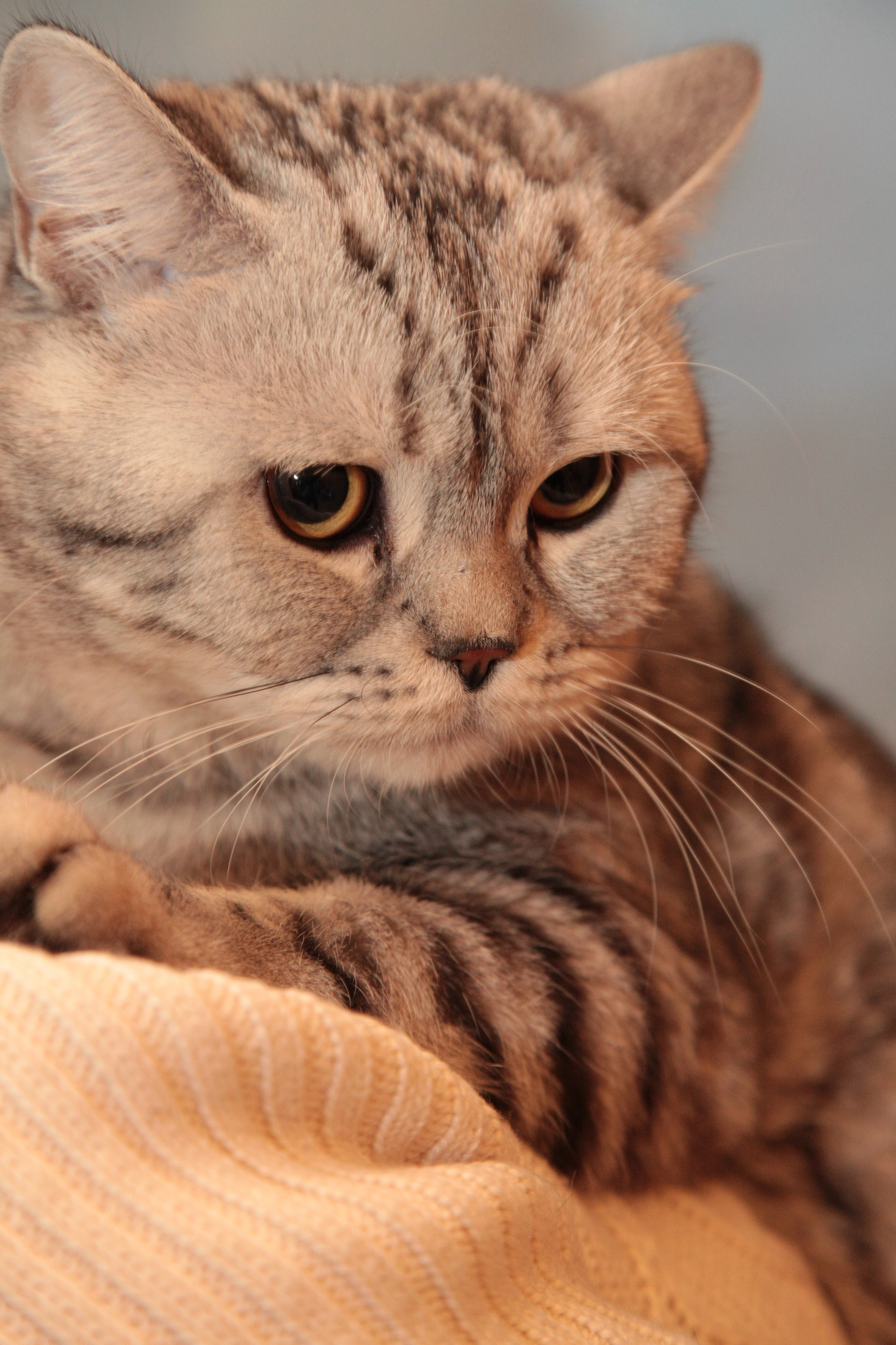 Фото Животных. Студия Максима Белослюдцева