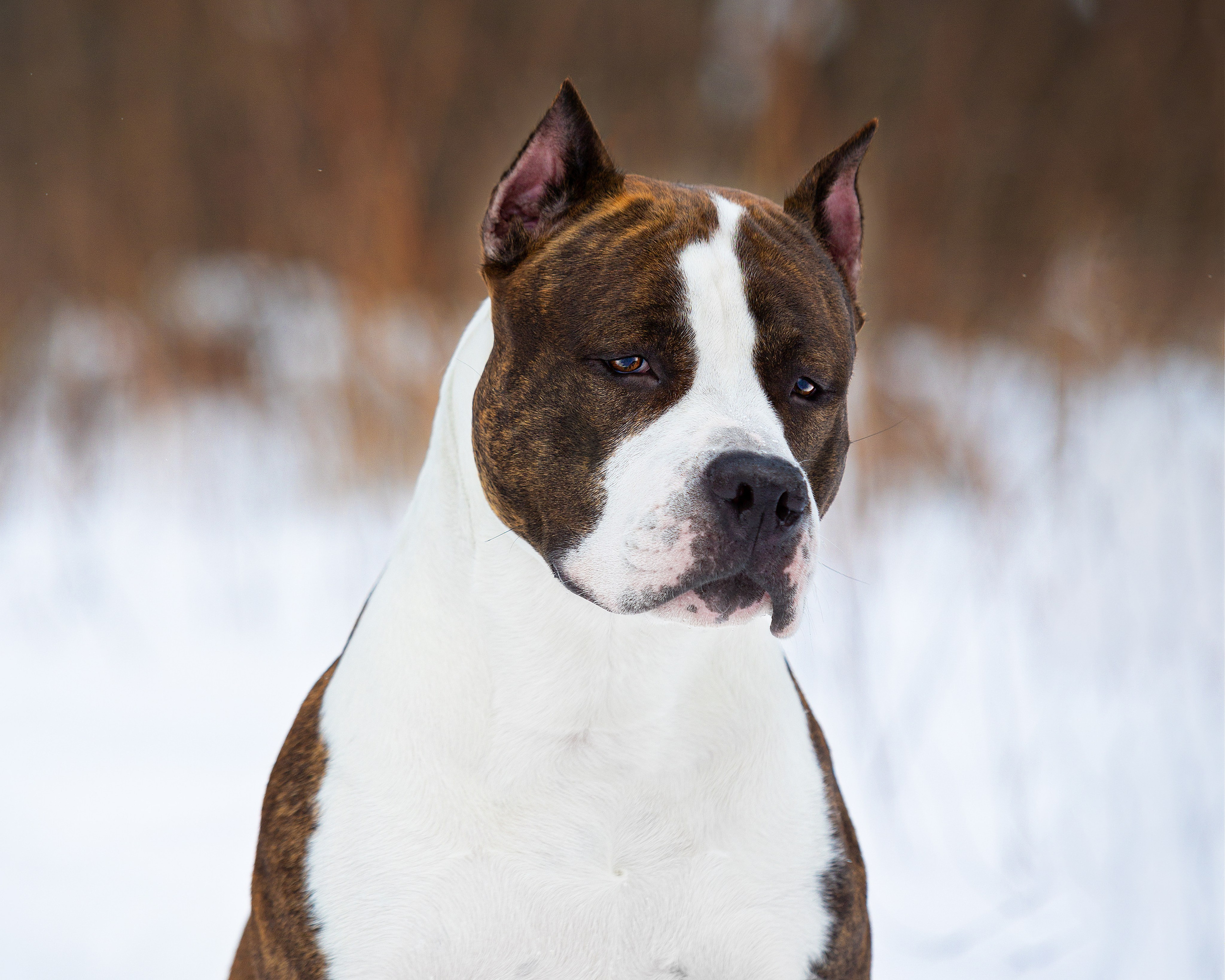 Фотограф-анималист в Москве Евгения Старостина