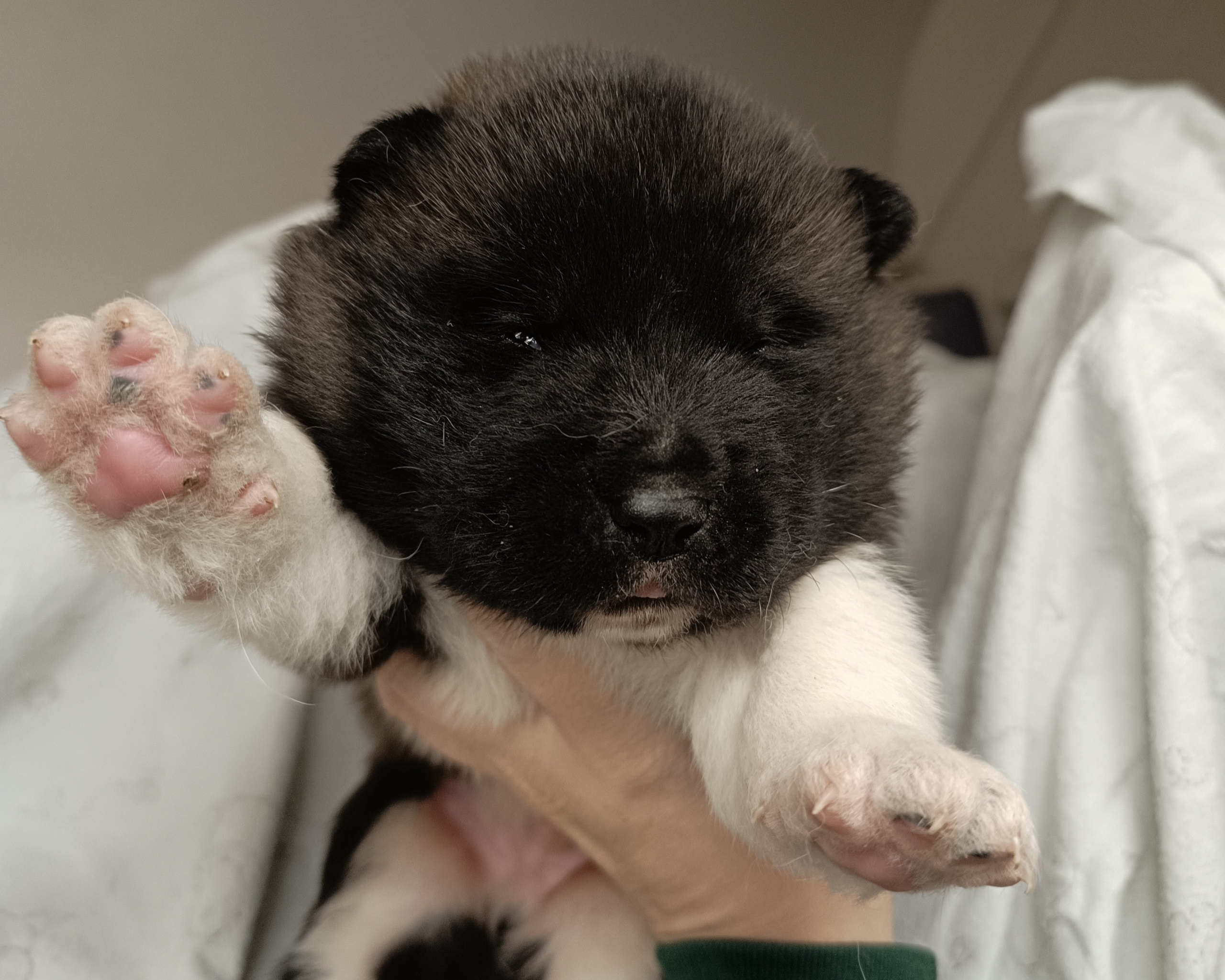 Американская акита  щенки питомник Санкт-Петербург клубные щенки Американская акита питомник RUBYLIGHT Рубилайт купить щенка американской акиты