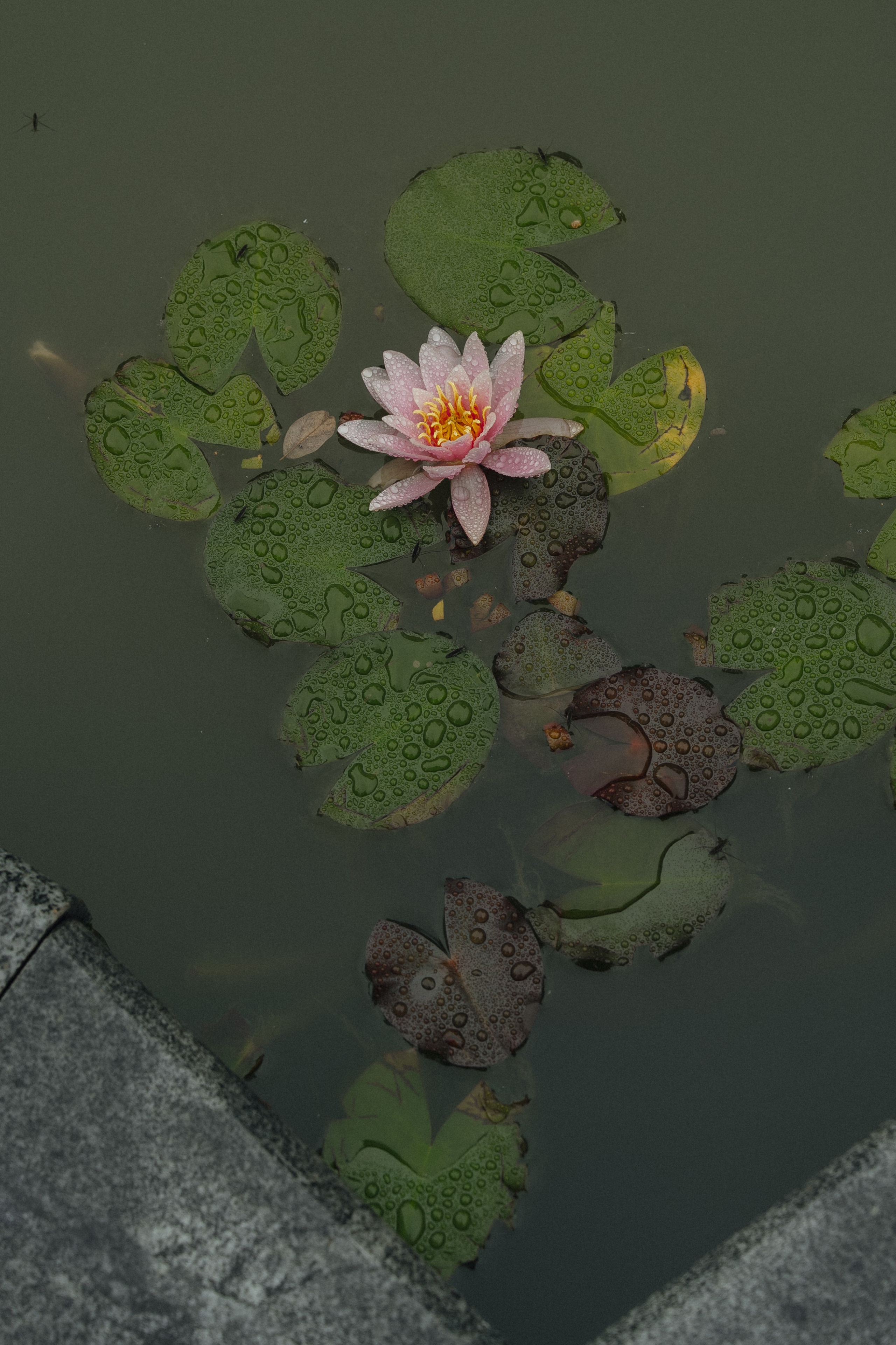 Илья и Алена. Свадебный фотограф Михаил Мирзоян