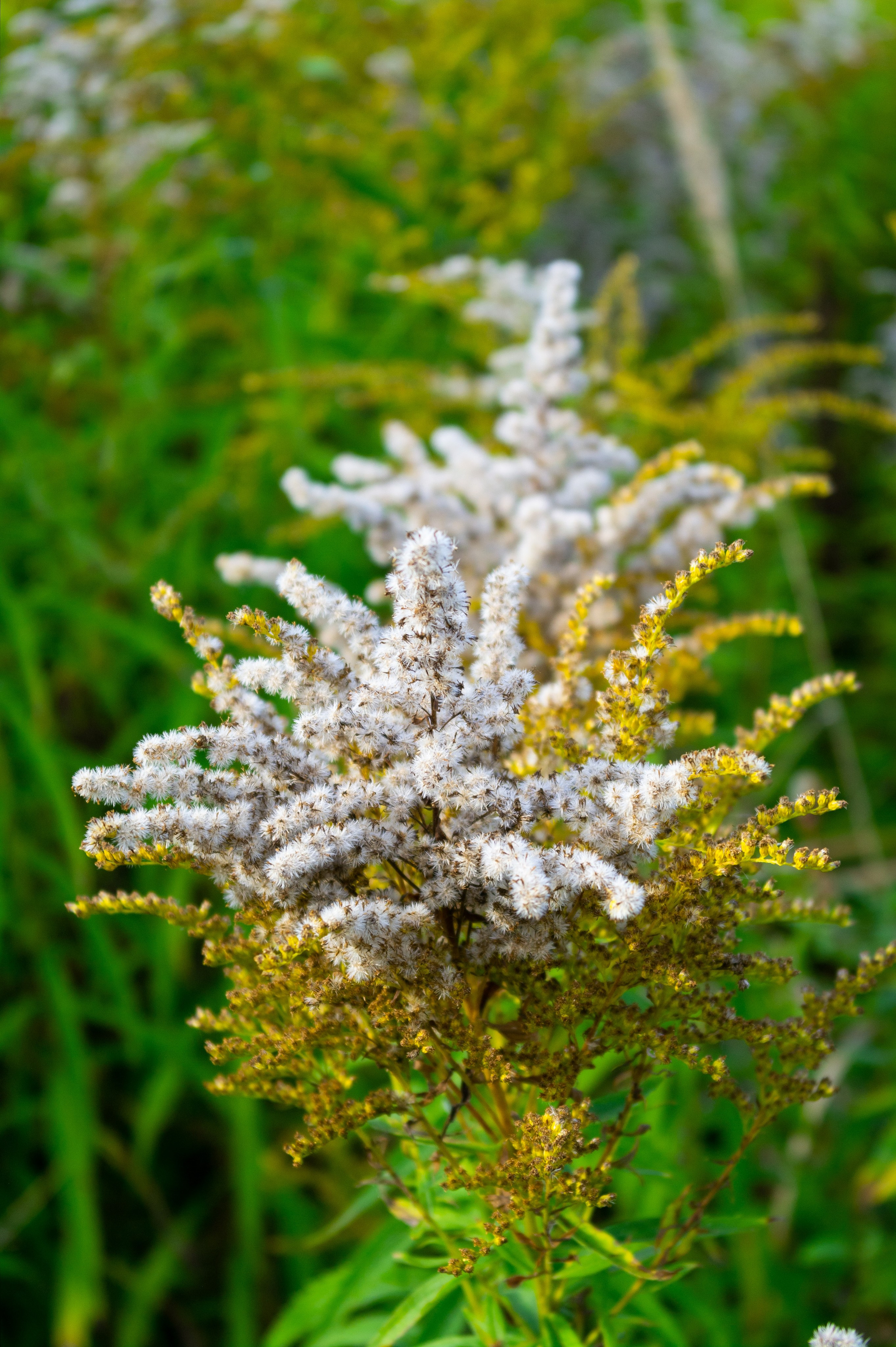 Сентябрь 2025. Den Mirov — Фотограф, Музыкант