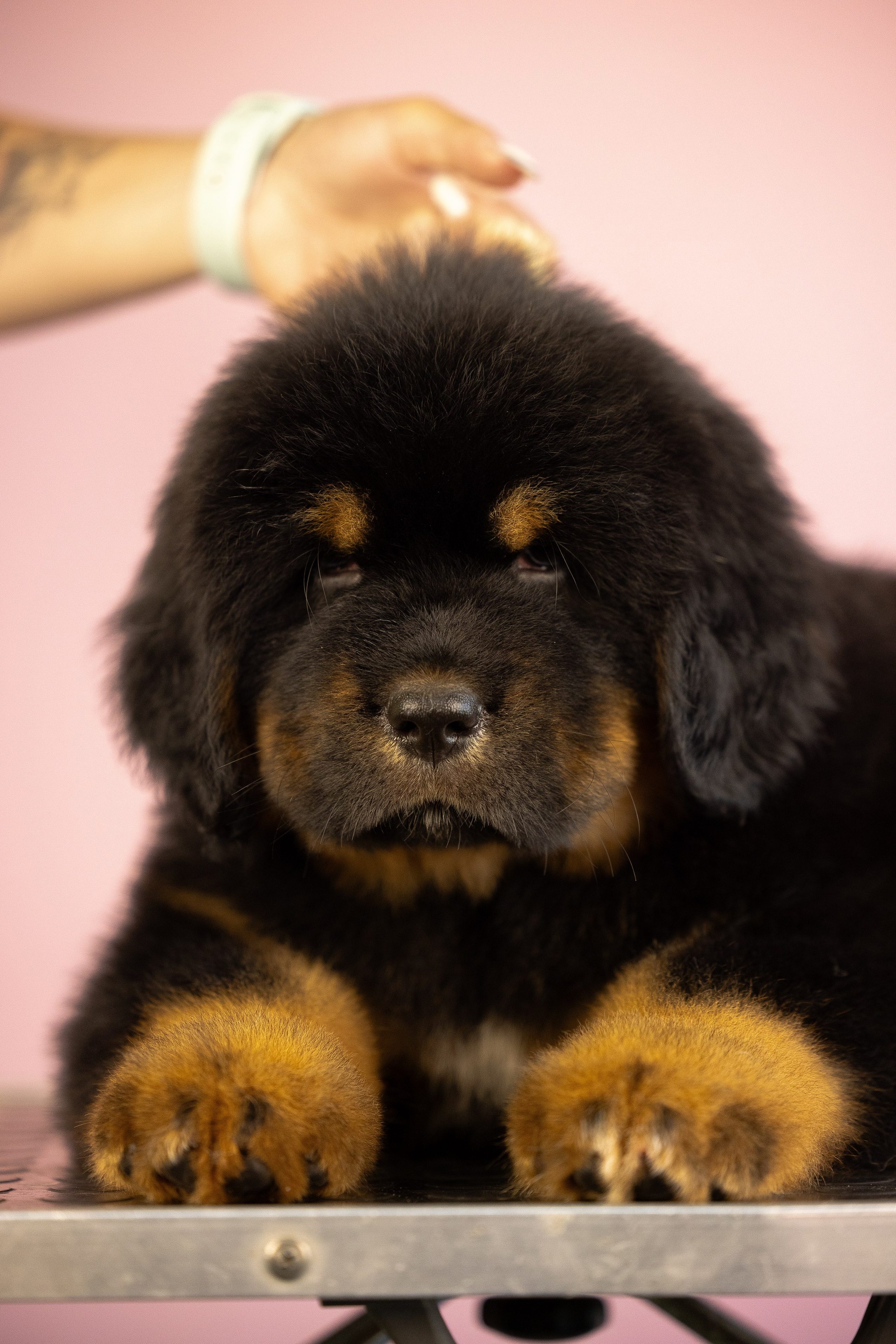 Тибетский мастиф. Фотограф и видеограф анималист Аганина Дарья