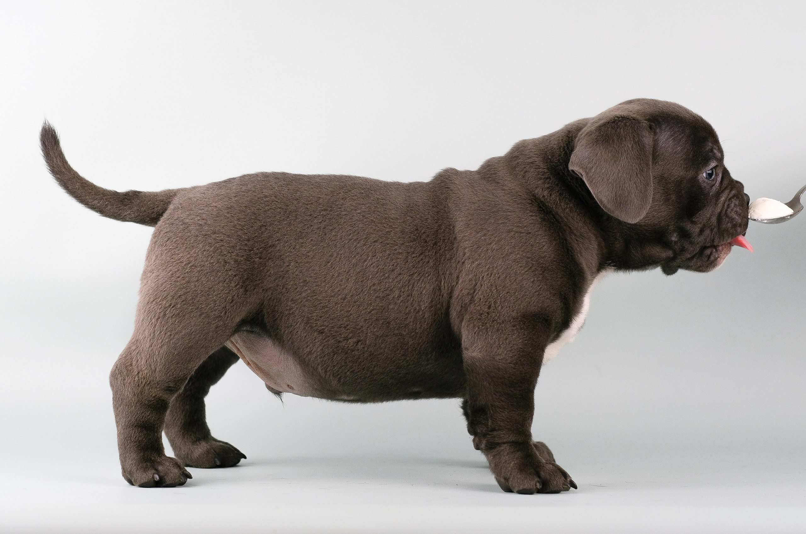 Американский Булли. Фотограф и видеограф анималист Аганина Дарья