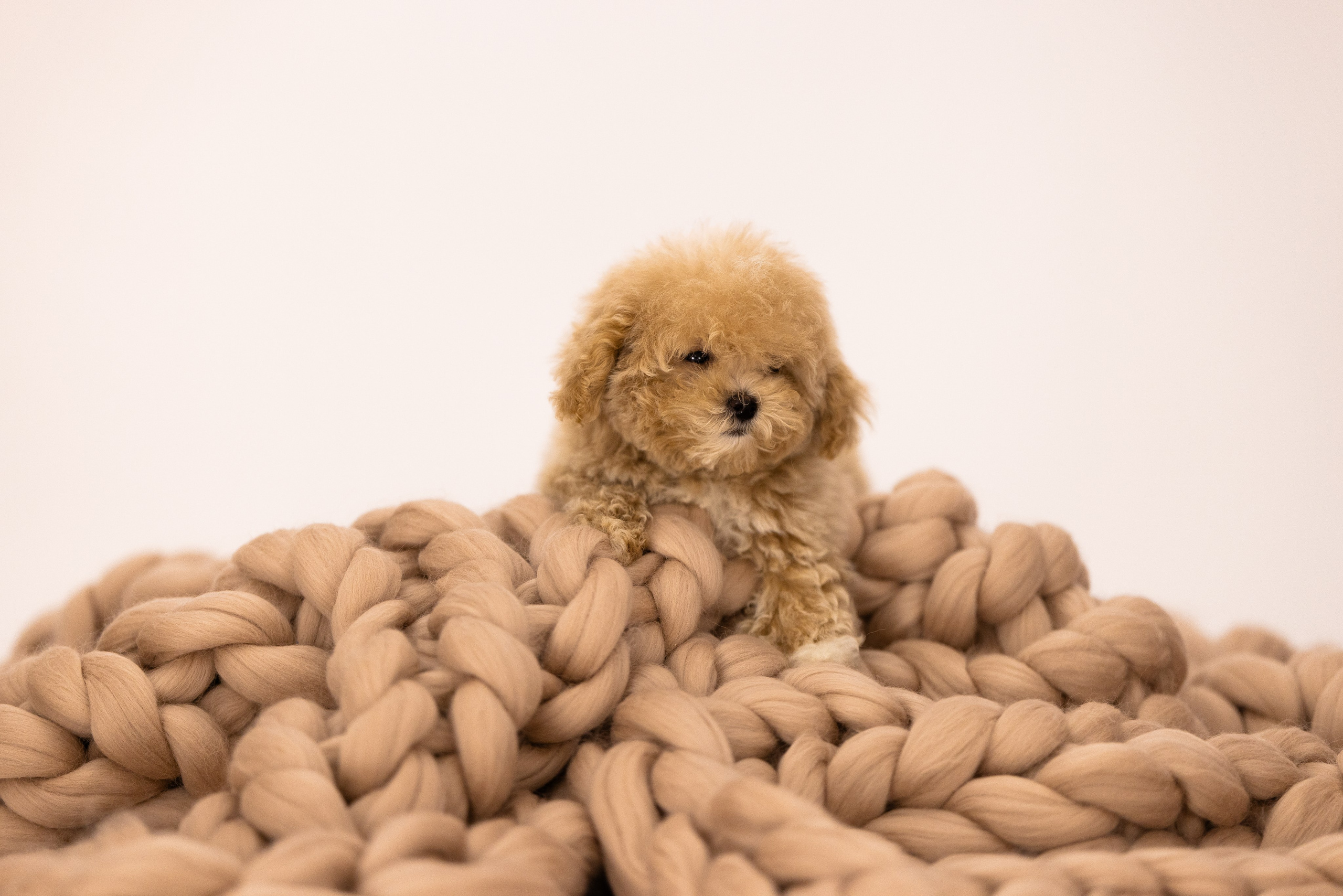 Мальтипу. Фотограф и видеограф анималист Аганина Дарья