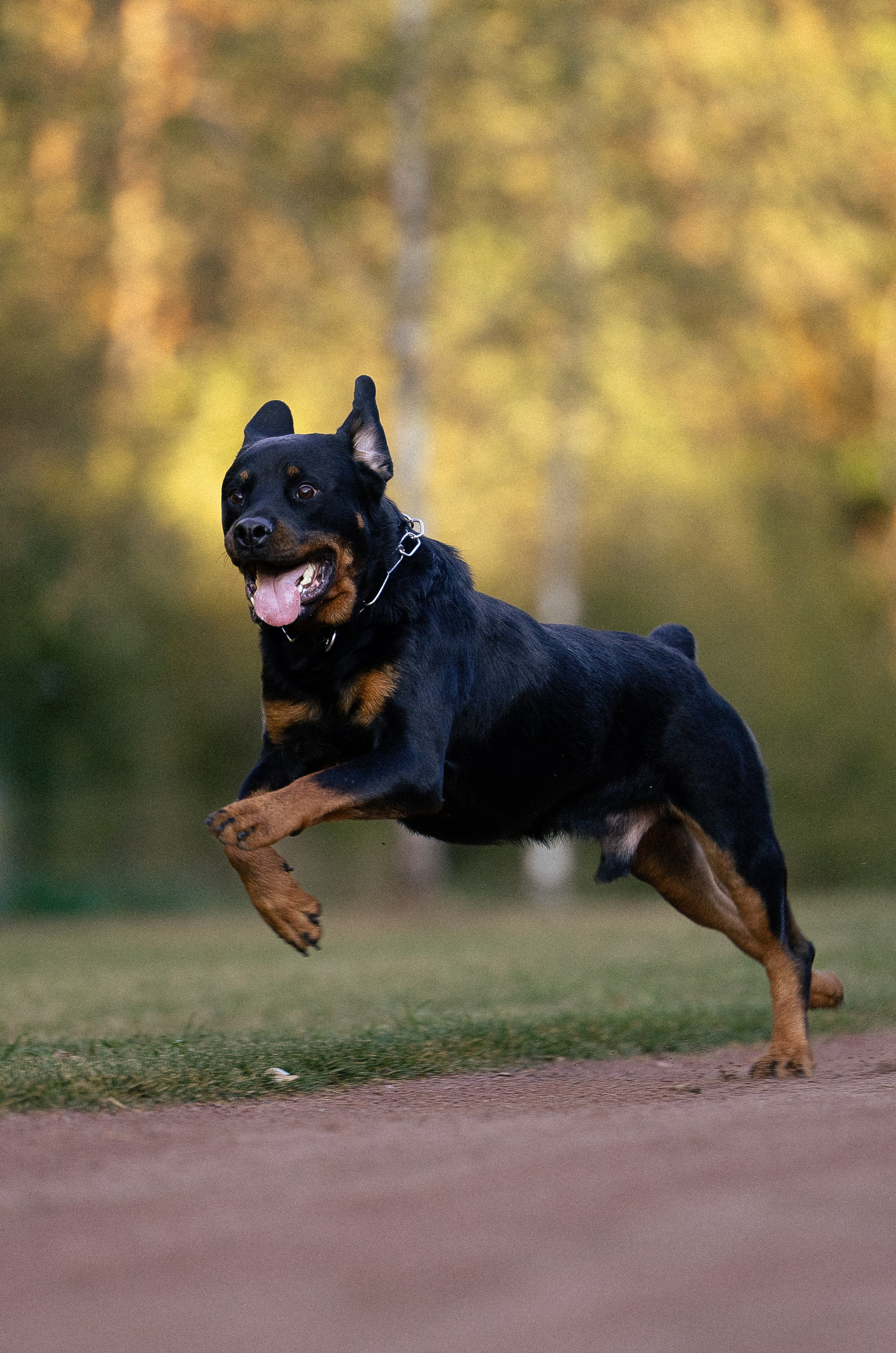 Катя, Леша, Лея и Трой. Фотограф и видеограф анималист Аганина Дарья