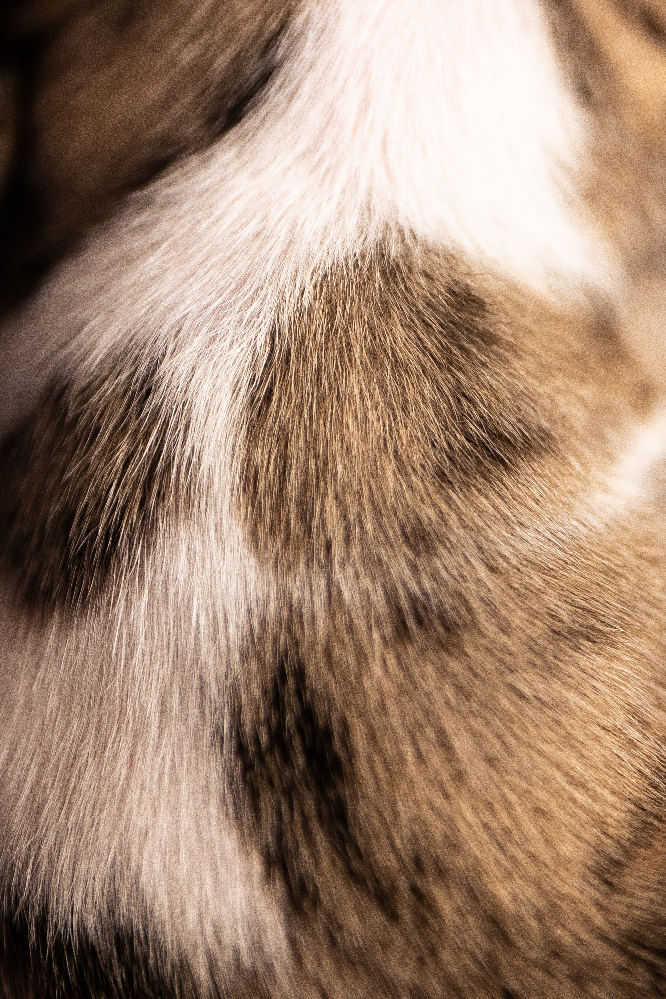 Уиппет. Фотограф и видеограф анималист Аганина Дарья