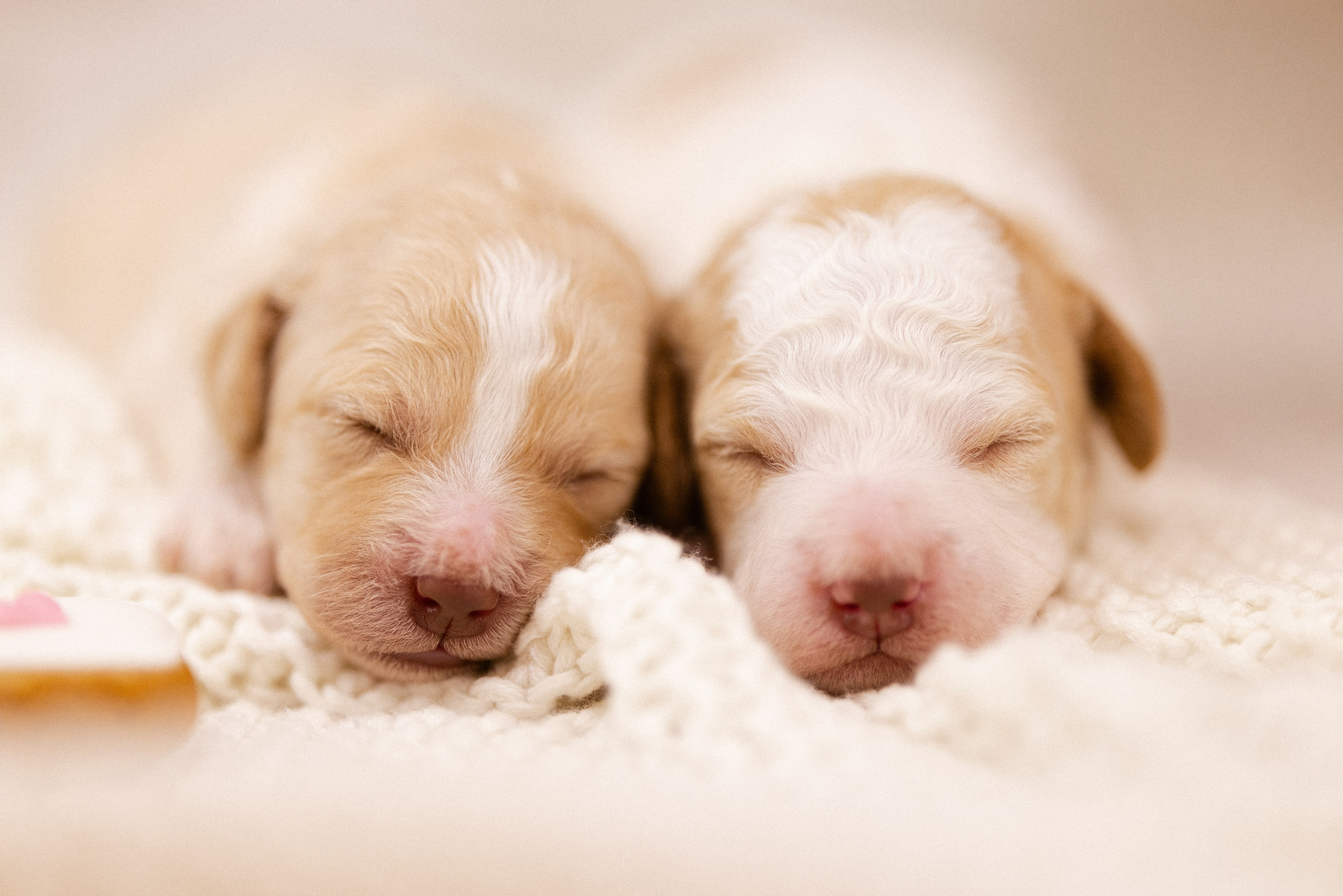 Лаготто Романьоло. Фотограф и видеограф анималист Аганина Дарья