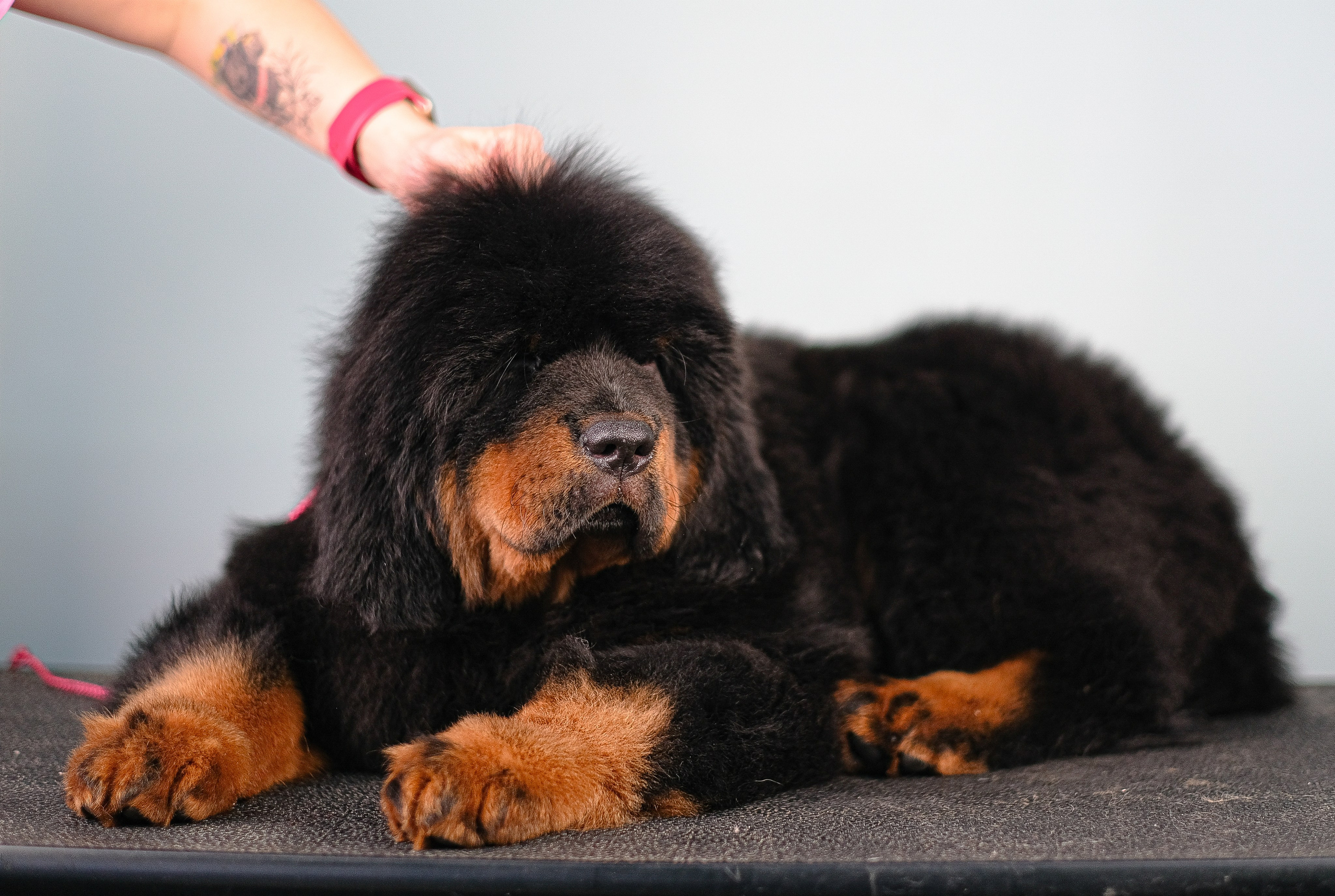 Тибетский мастиф. Фотограф и видеограф анималист Аганина Дарья