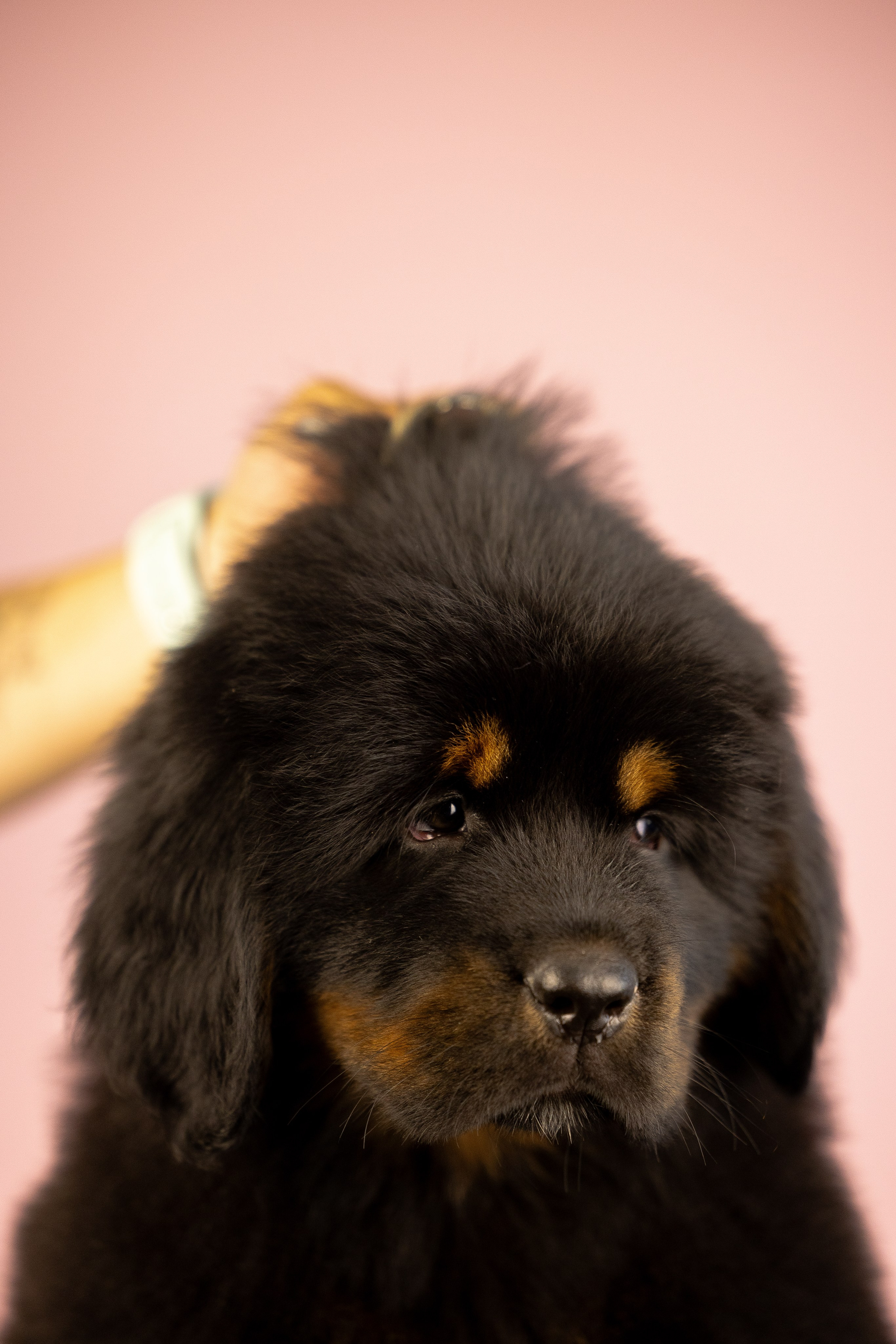 Тибетский мастиф. Фотограф и видеограф анималист Аганина Дарья