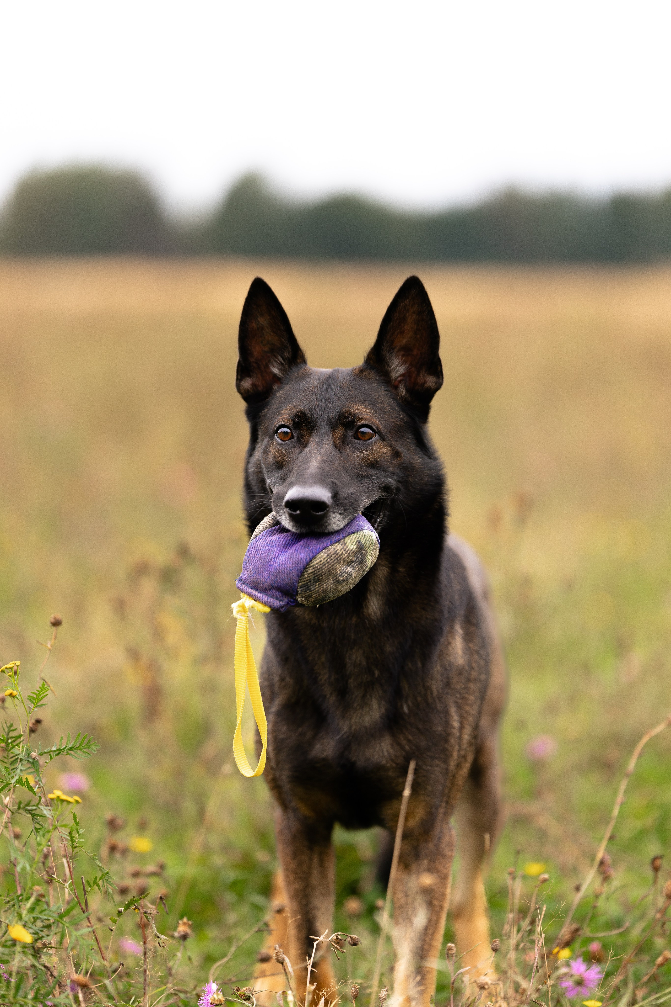 Макс. Фотограф и видеограф анималист Аганина Дарья