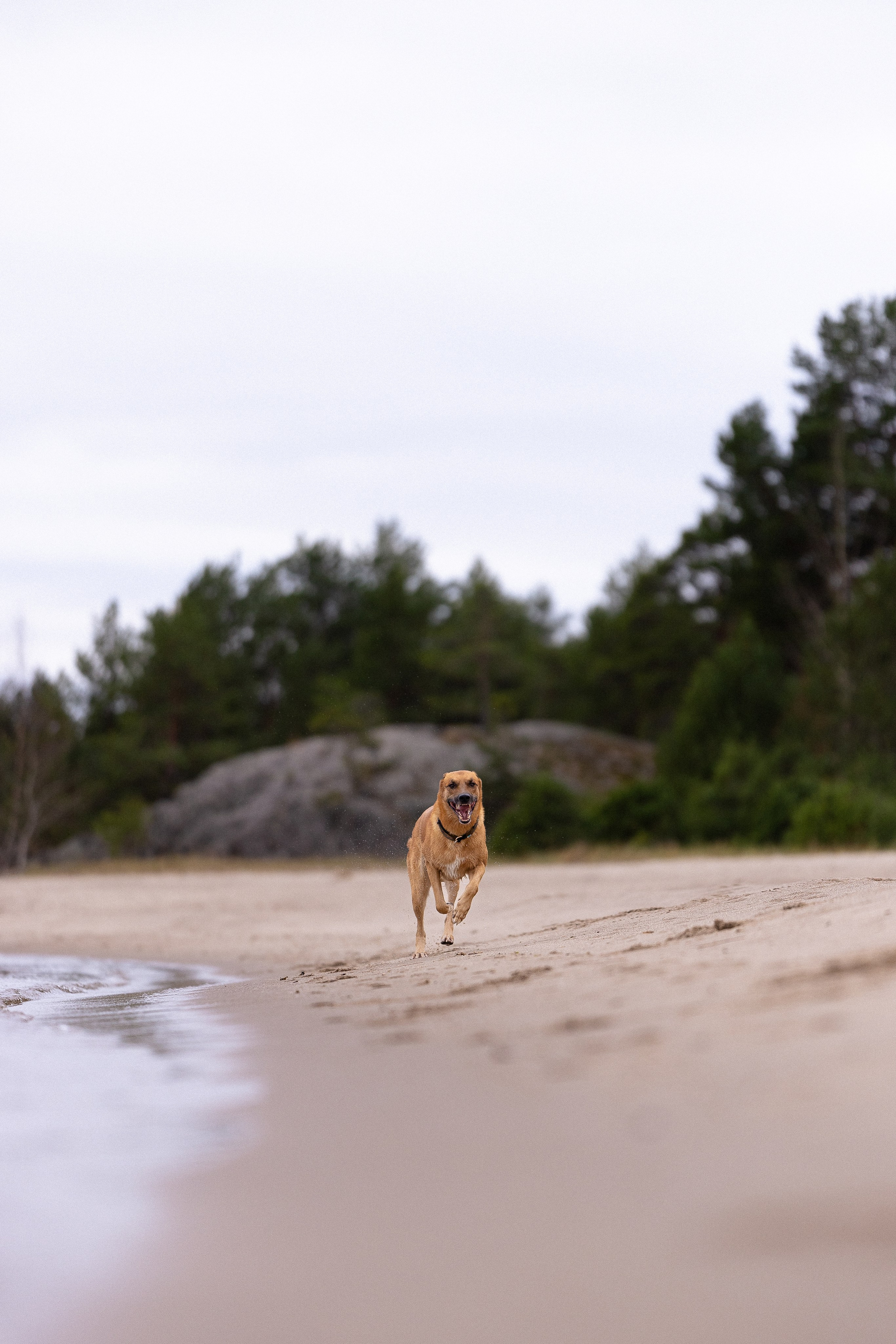 Karelia. Фотограф и видеограф анималист Аганина Дарья