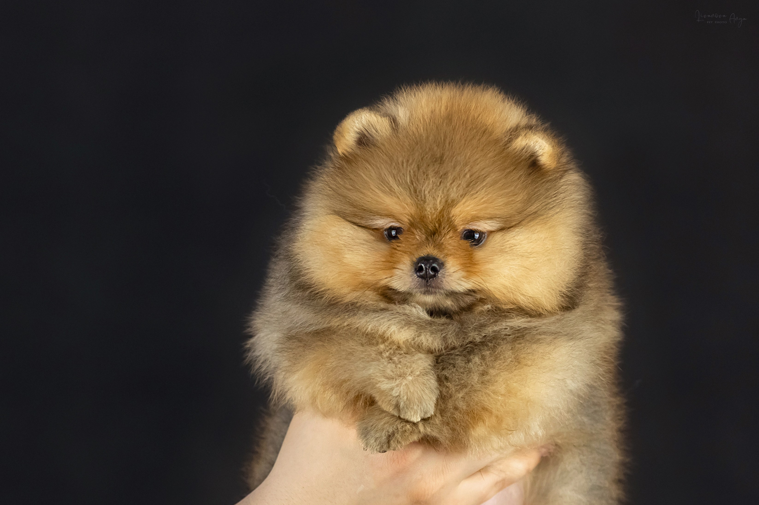 Шпикачки. Фотограф анималист Аня Ливанова | Рыбинск