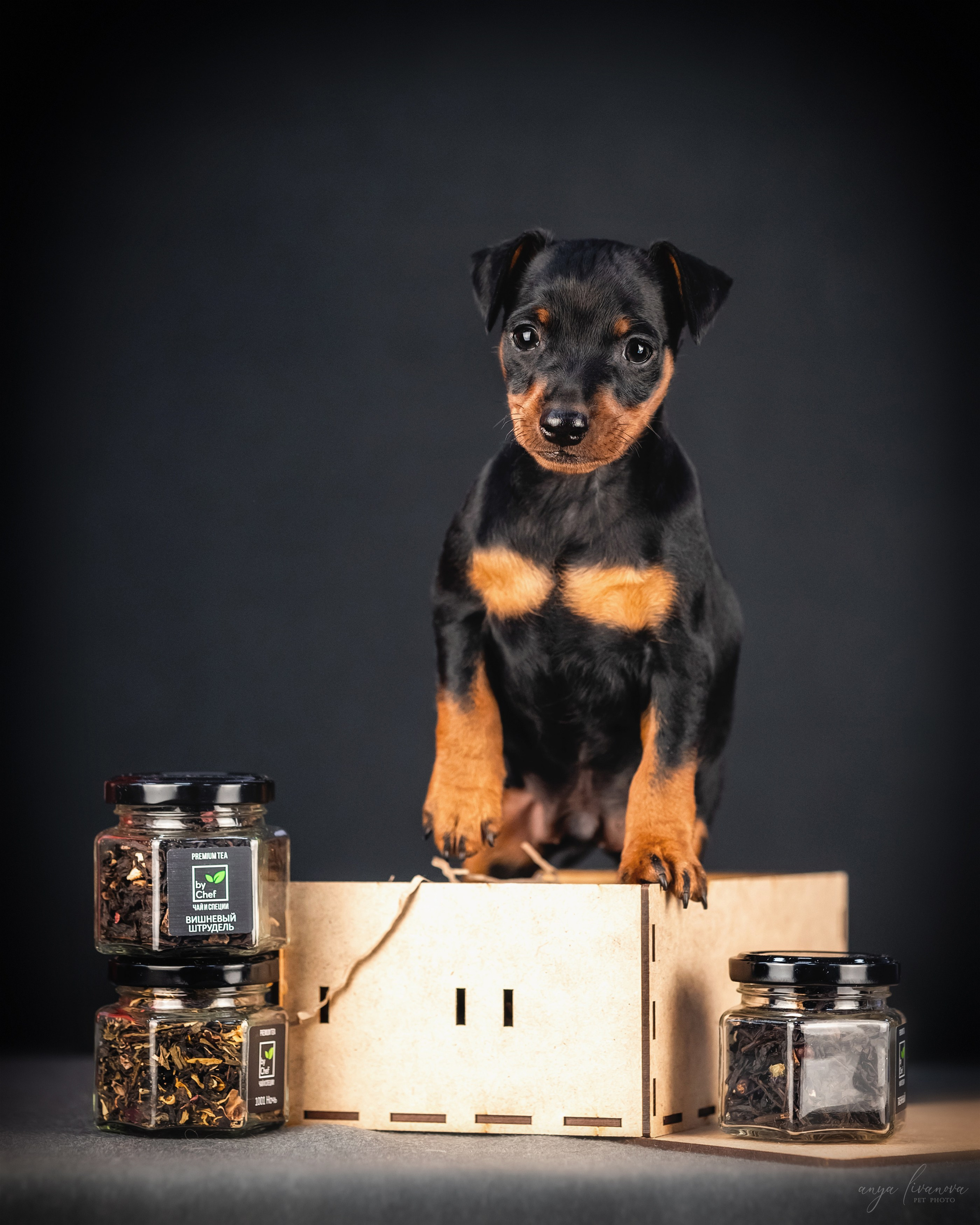 Пинчер. Фотограф анималист Аня Ливанова | Рыбинск