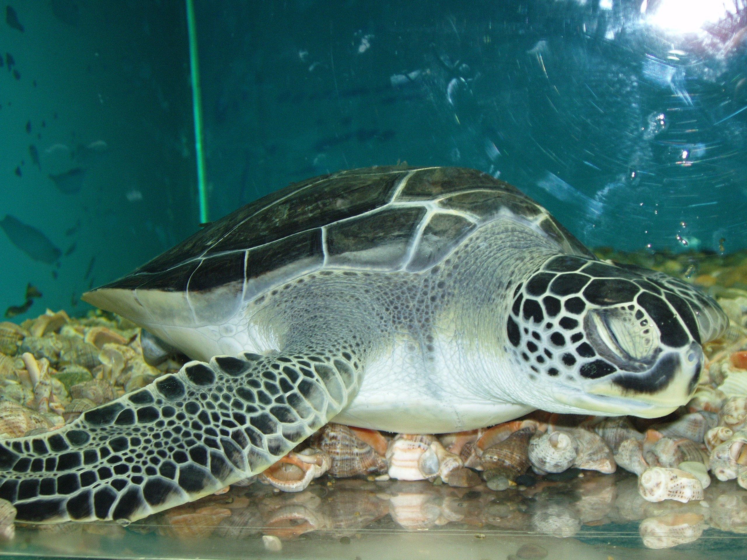 Отпуск 13.07-24.08. Семейный, Свадебный фотограф СПБ Питер— Романова Екатерина