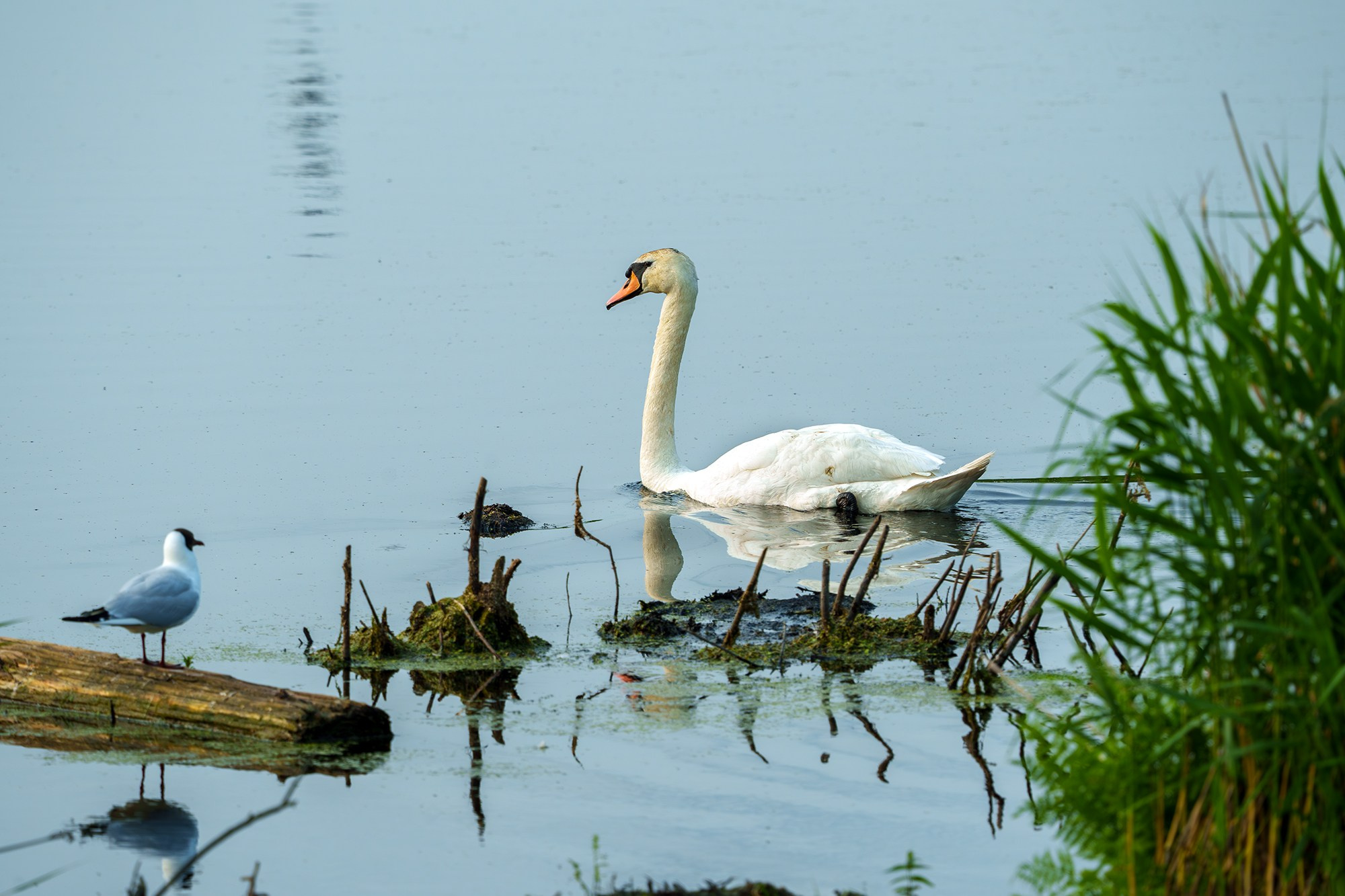 Удивительные мир птиц. Вокруг нас столько прекрасного — присмотритесь!. Ваш личный фотограф Марина Волкова