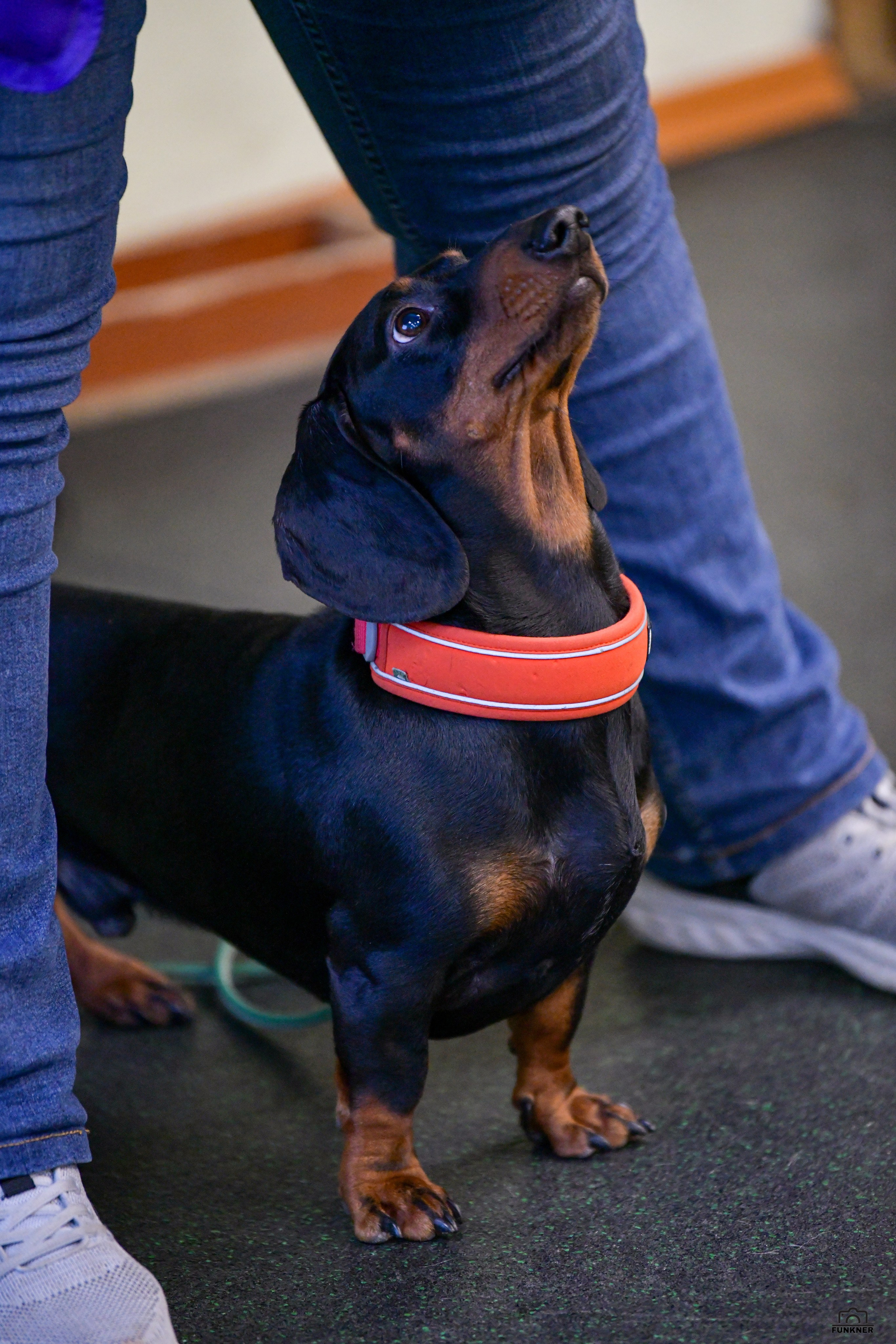 Кинологический клуб «Бодрый хвост». Свой взгляд через объектив