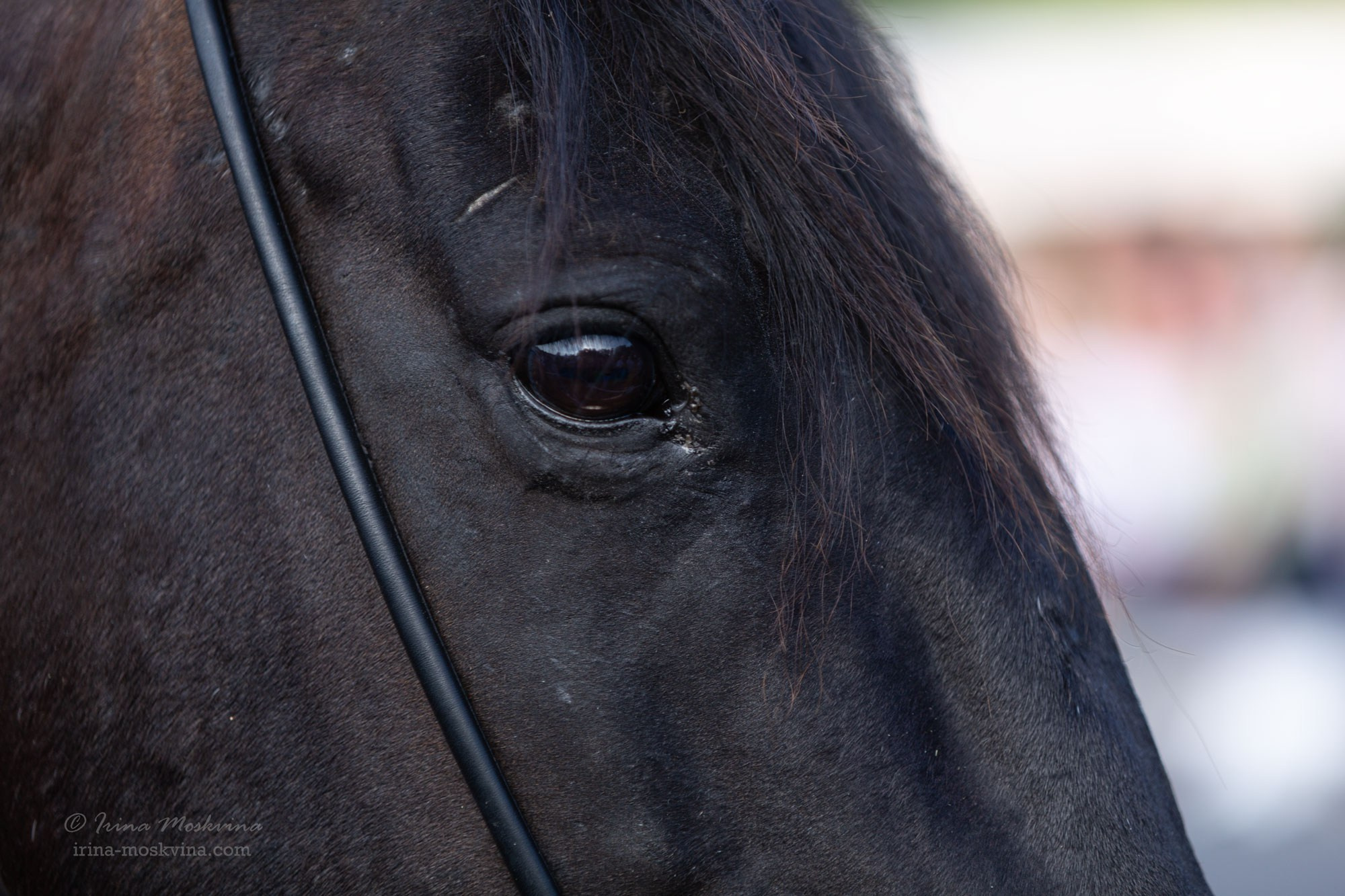 Карачаевская порода